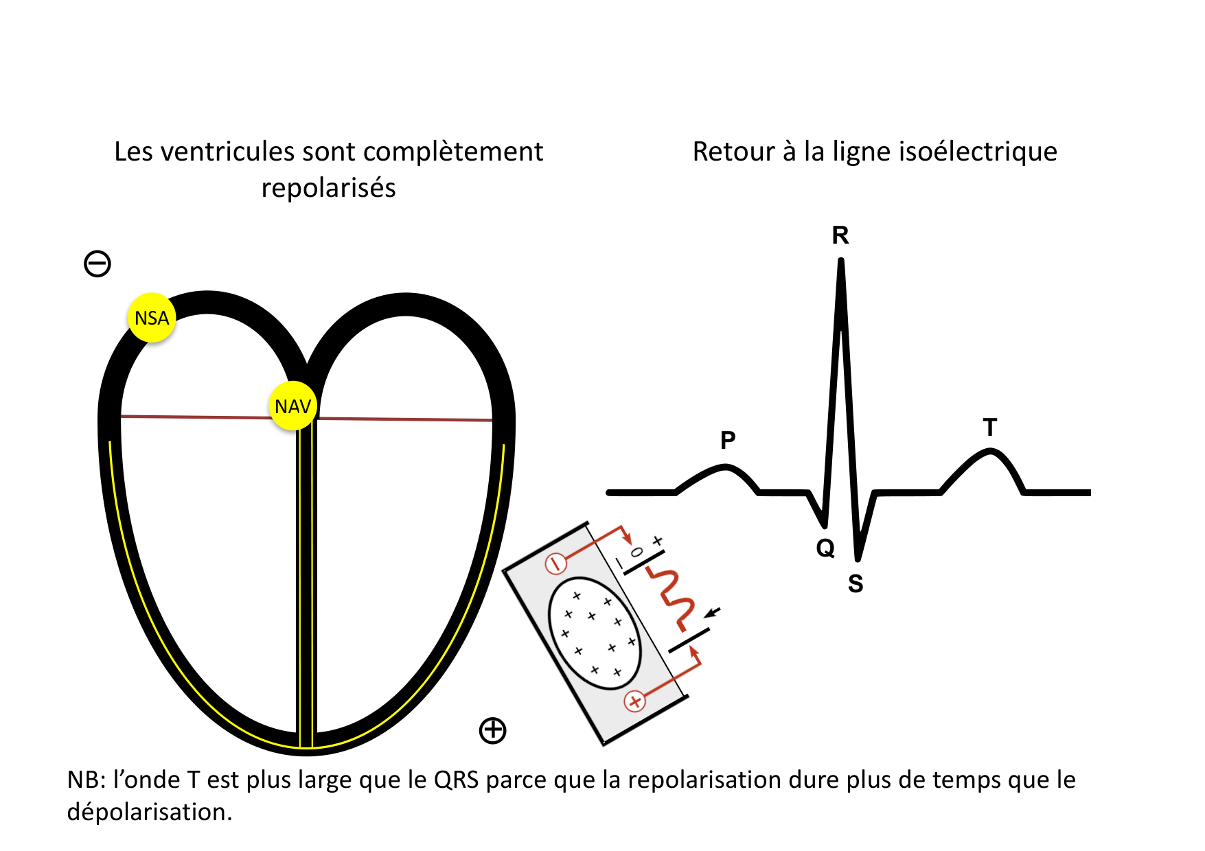 ECG — bases page 20
