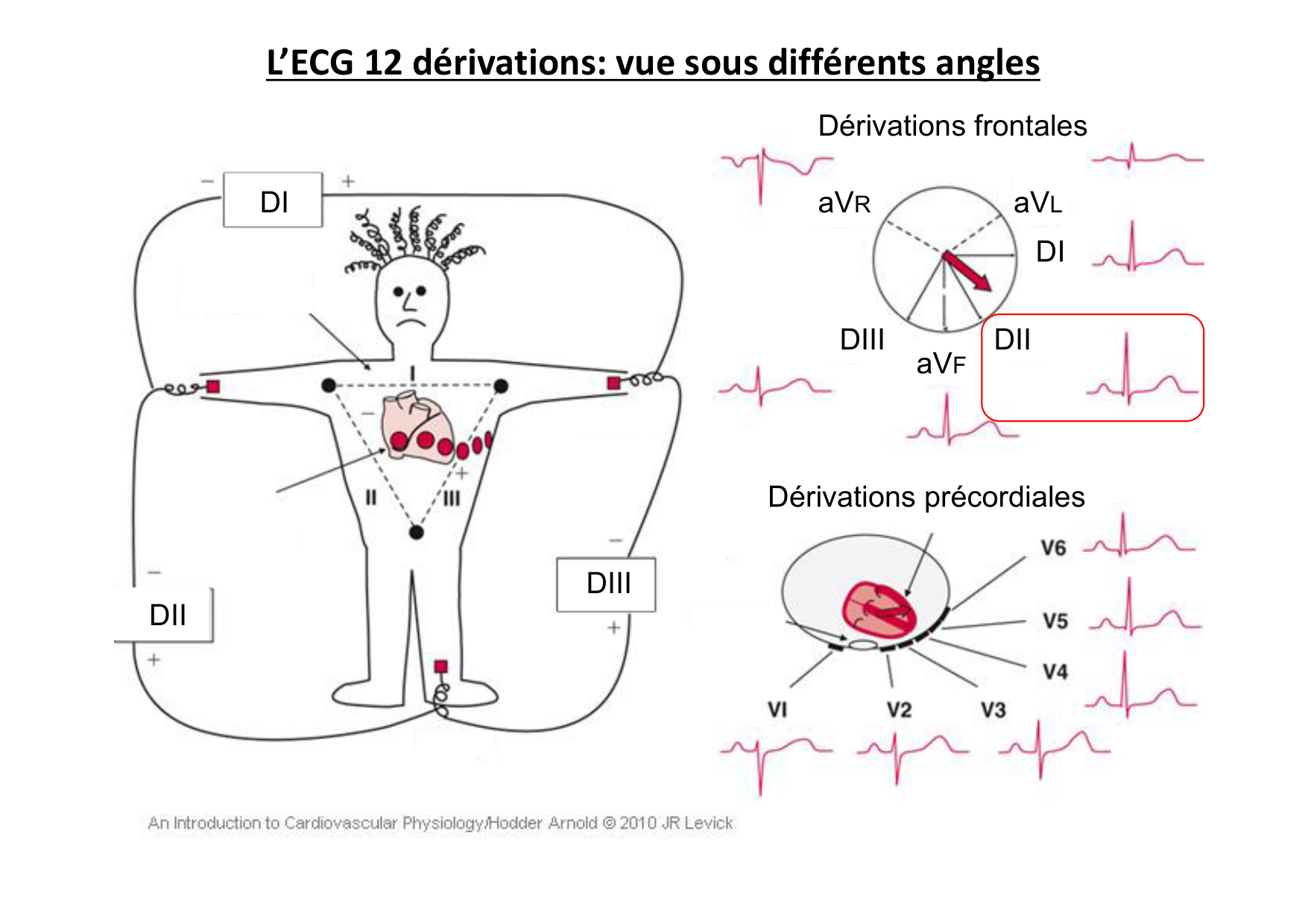 ECG — bases page 21