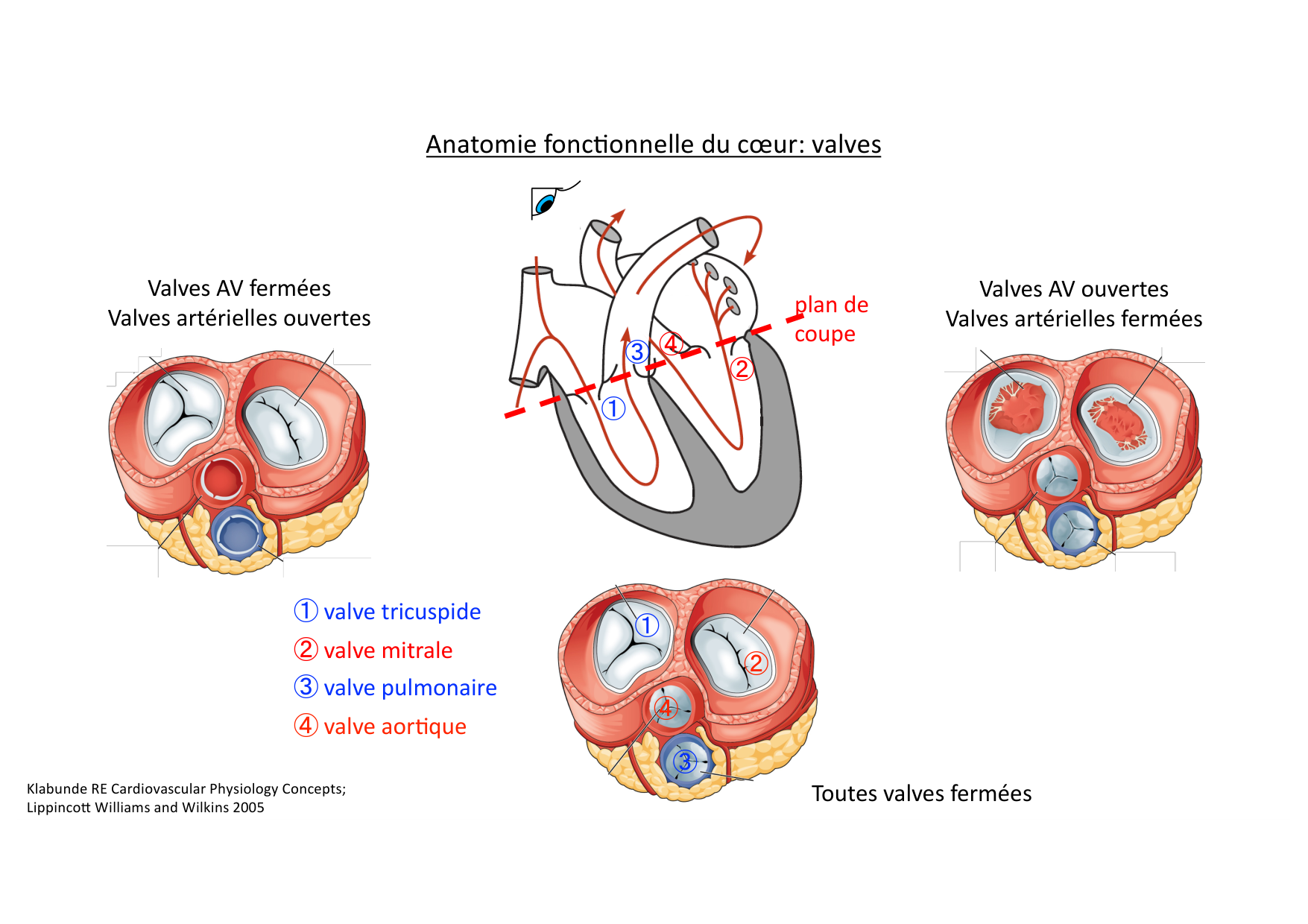 Fonction cardiaque page 7