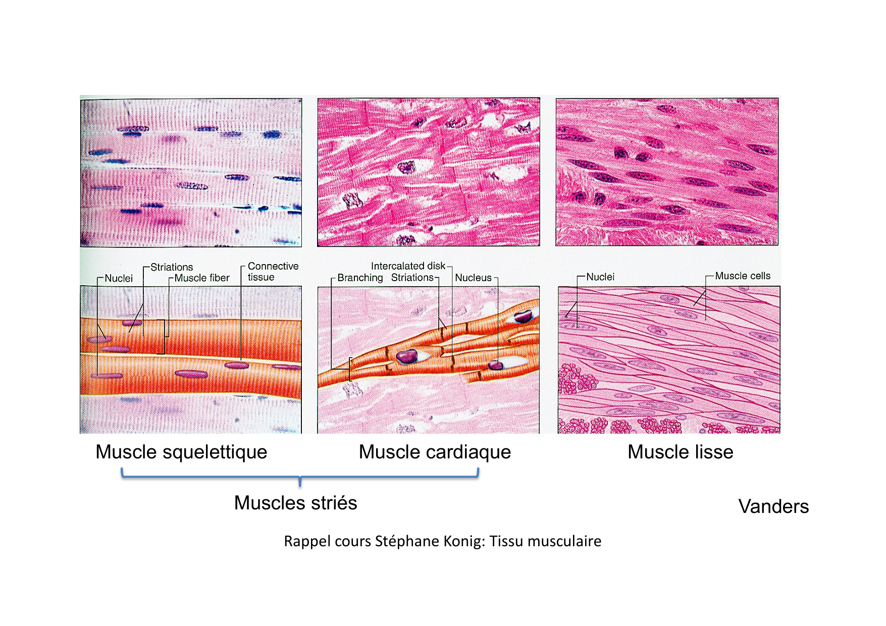 Fonction cardiaque page 8