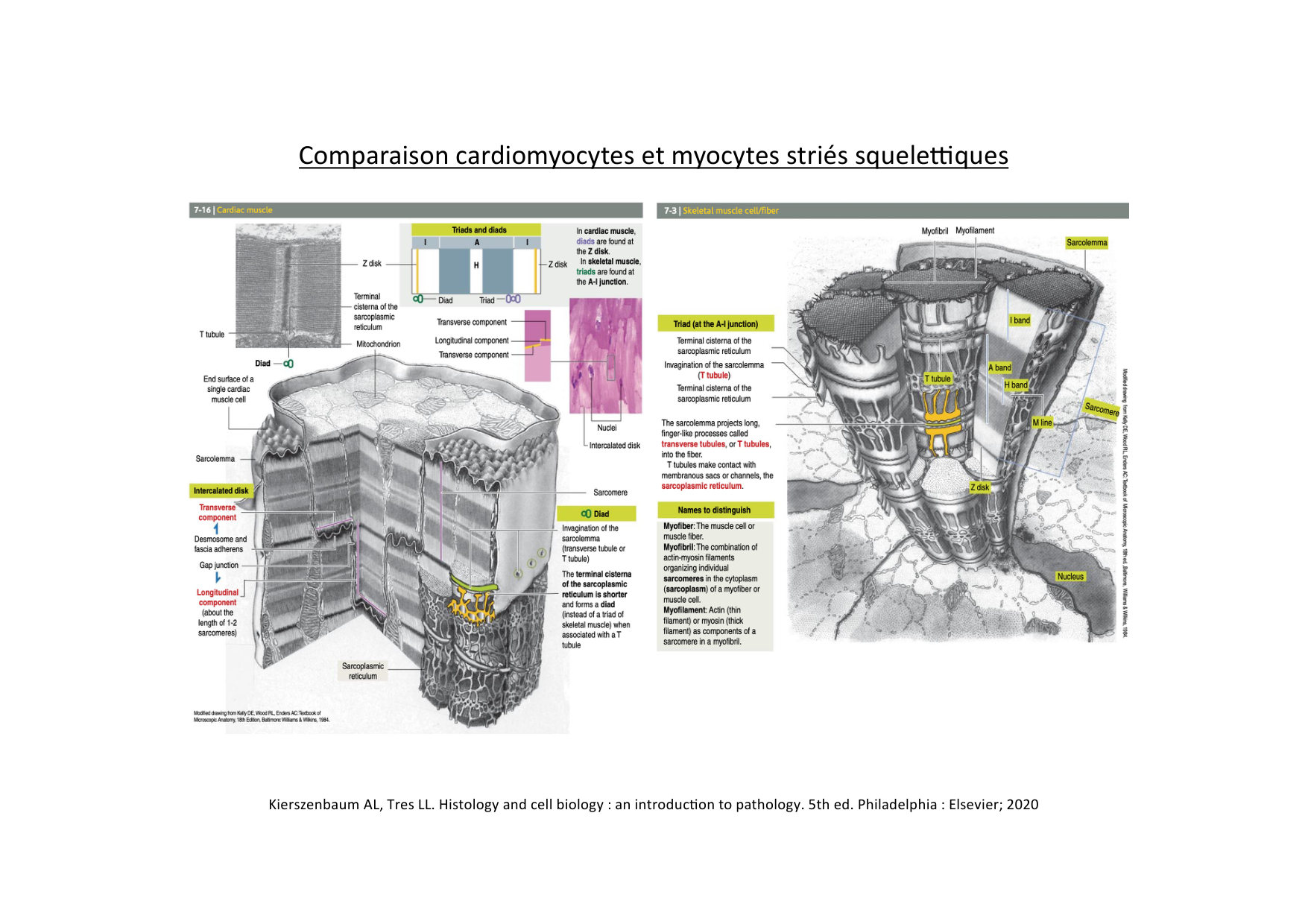 Fonction cardiaque page 9