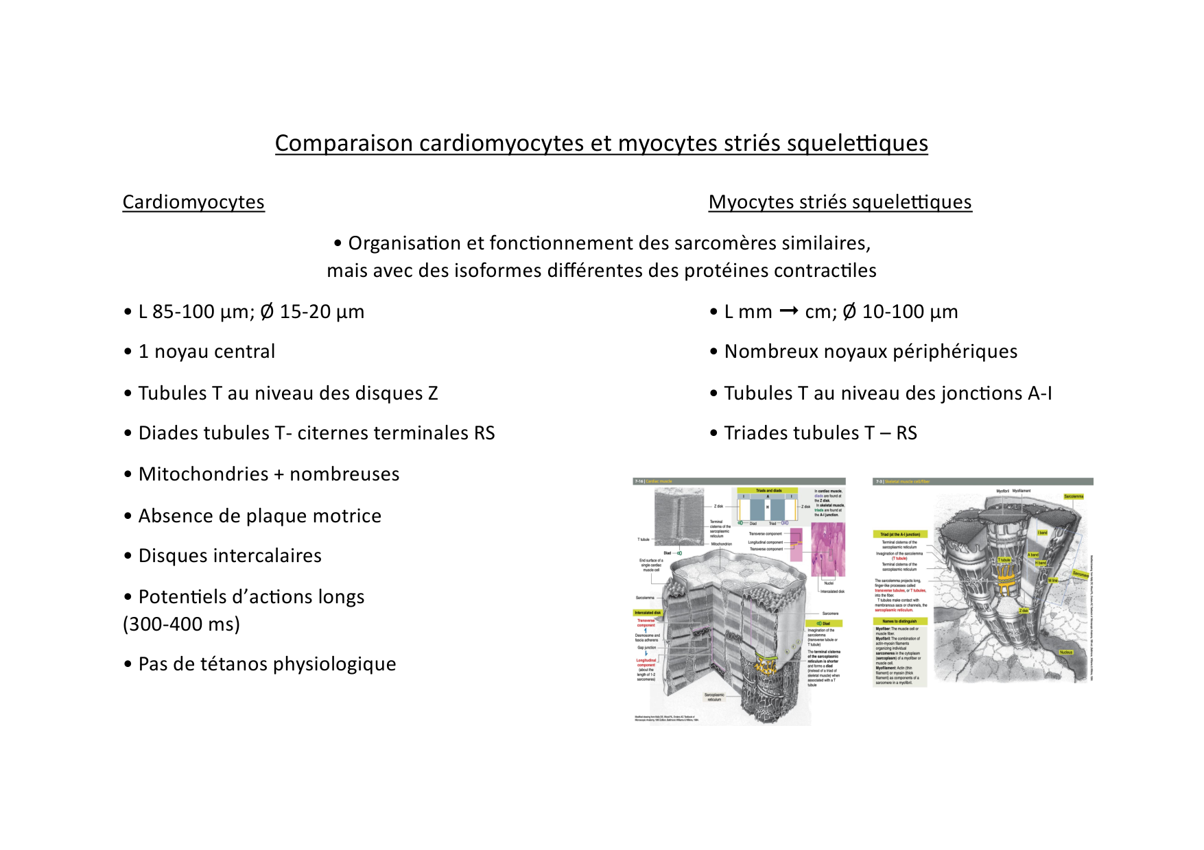 Fonction cardiaque page 10