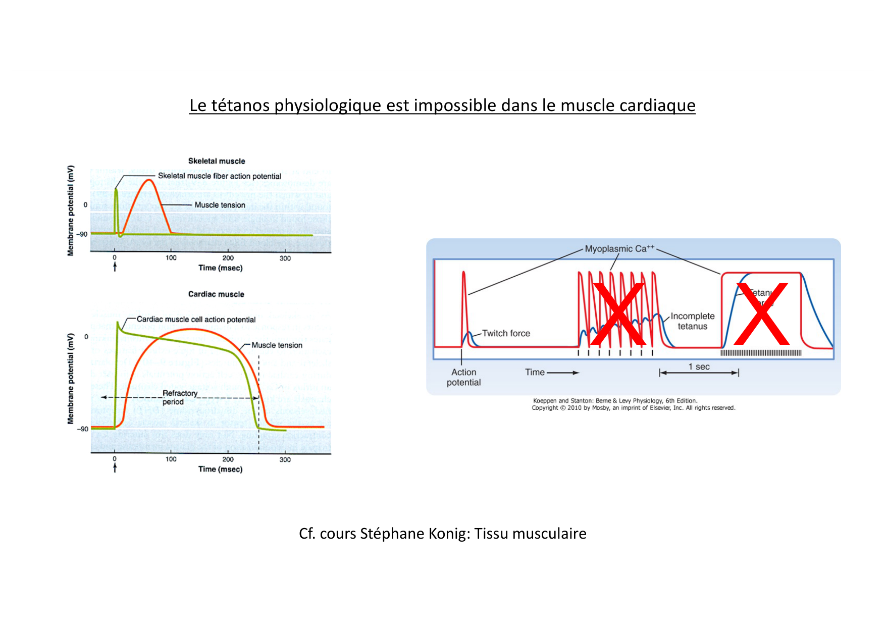 Fonction cardiaque page 11