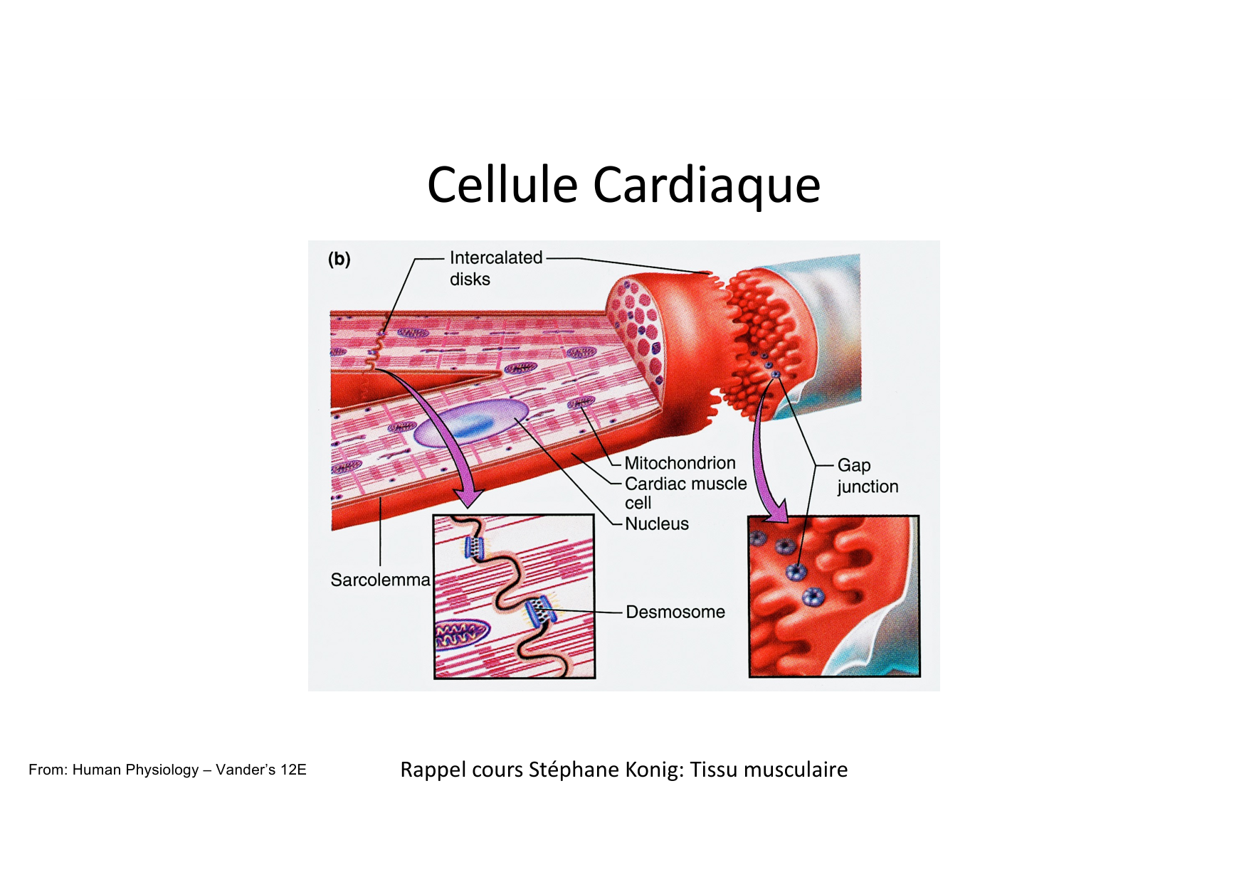Fonction cardiaque page 12