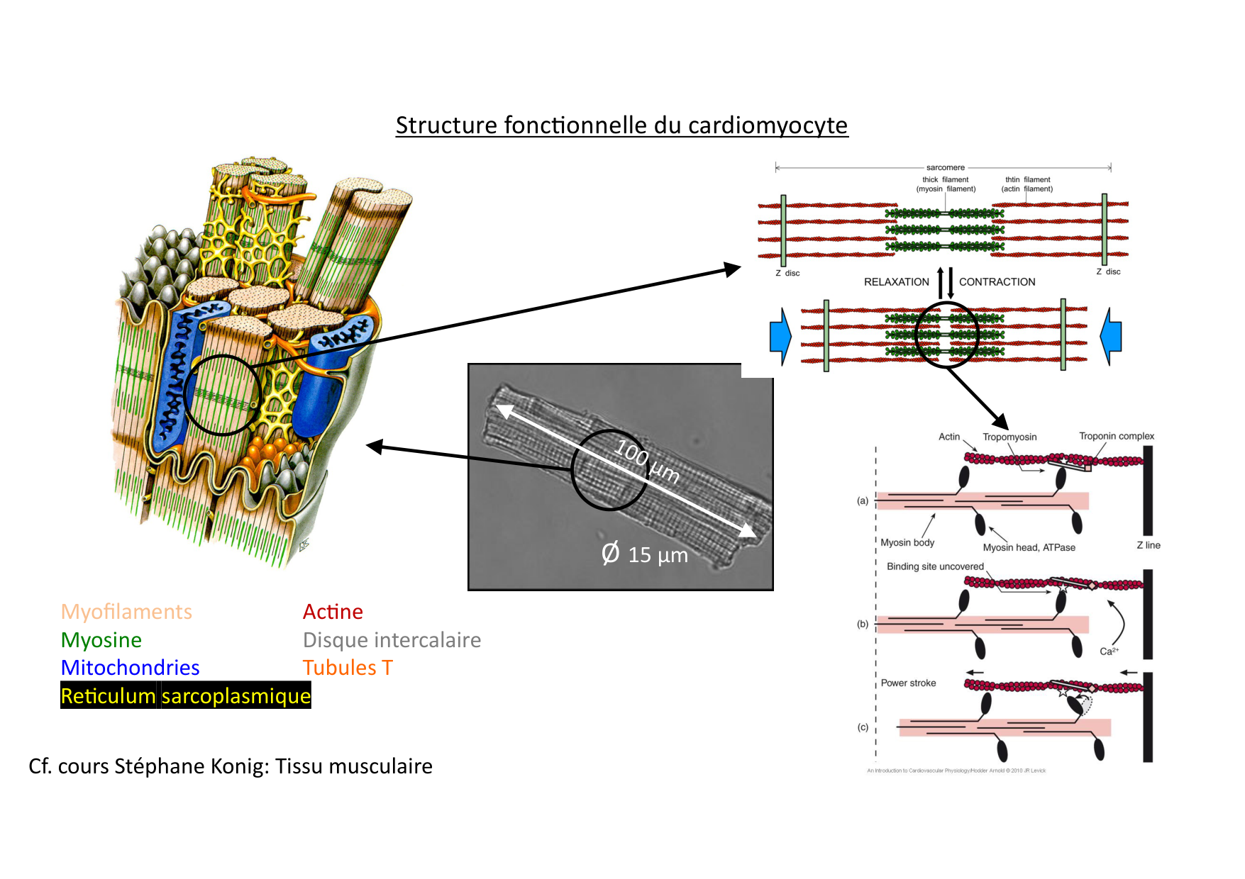 Fonction cardiaque page 13