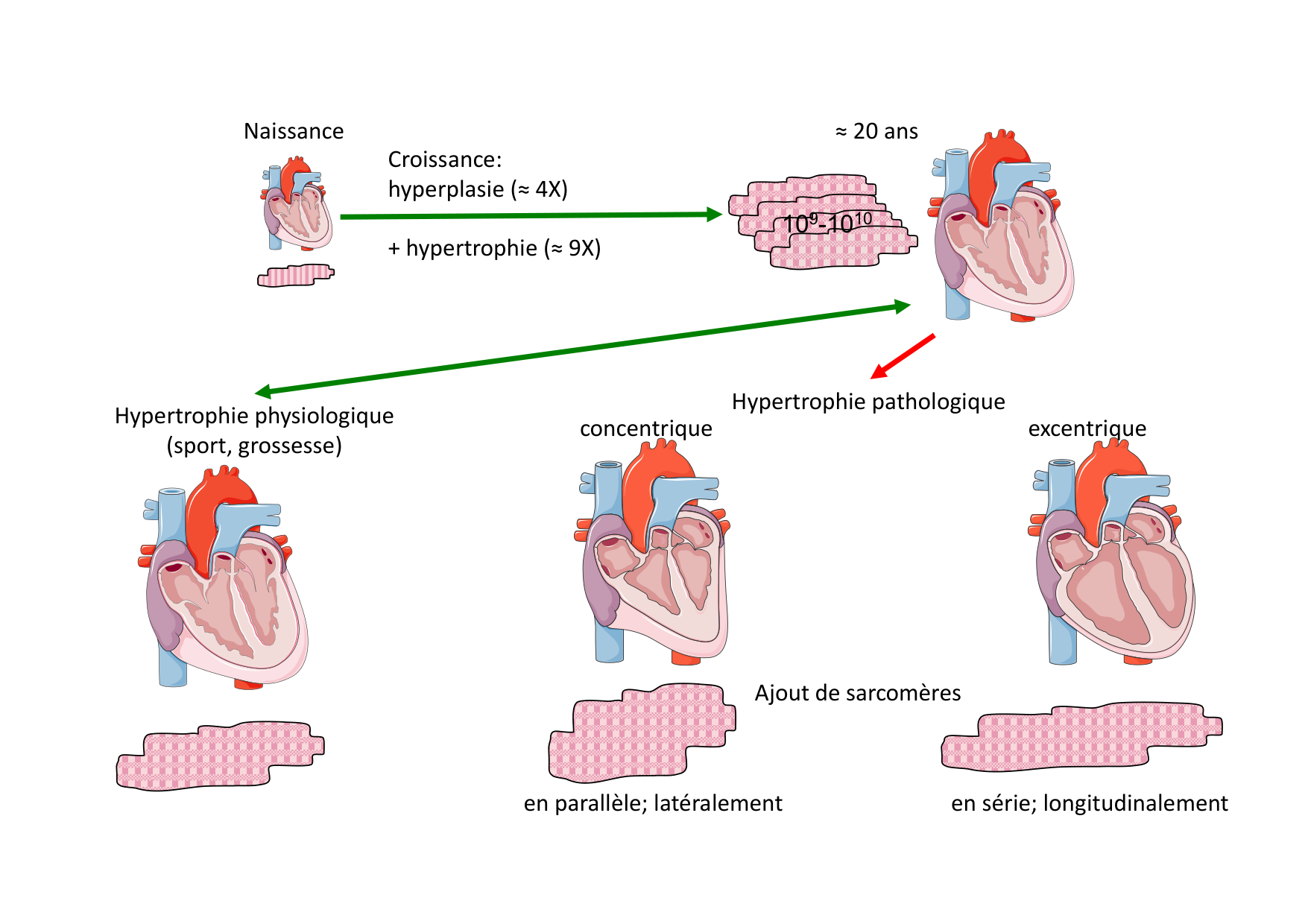 Fonction cardiaque page 14