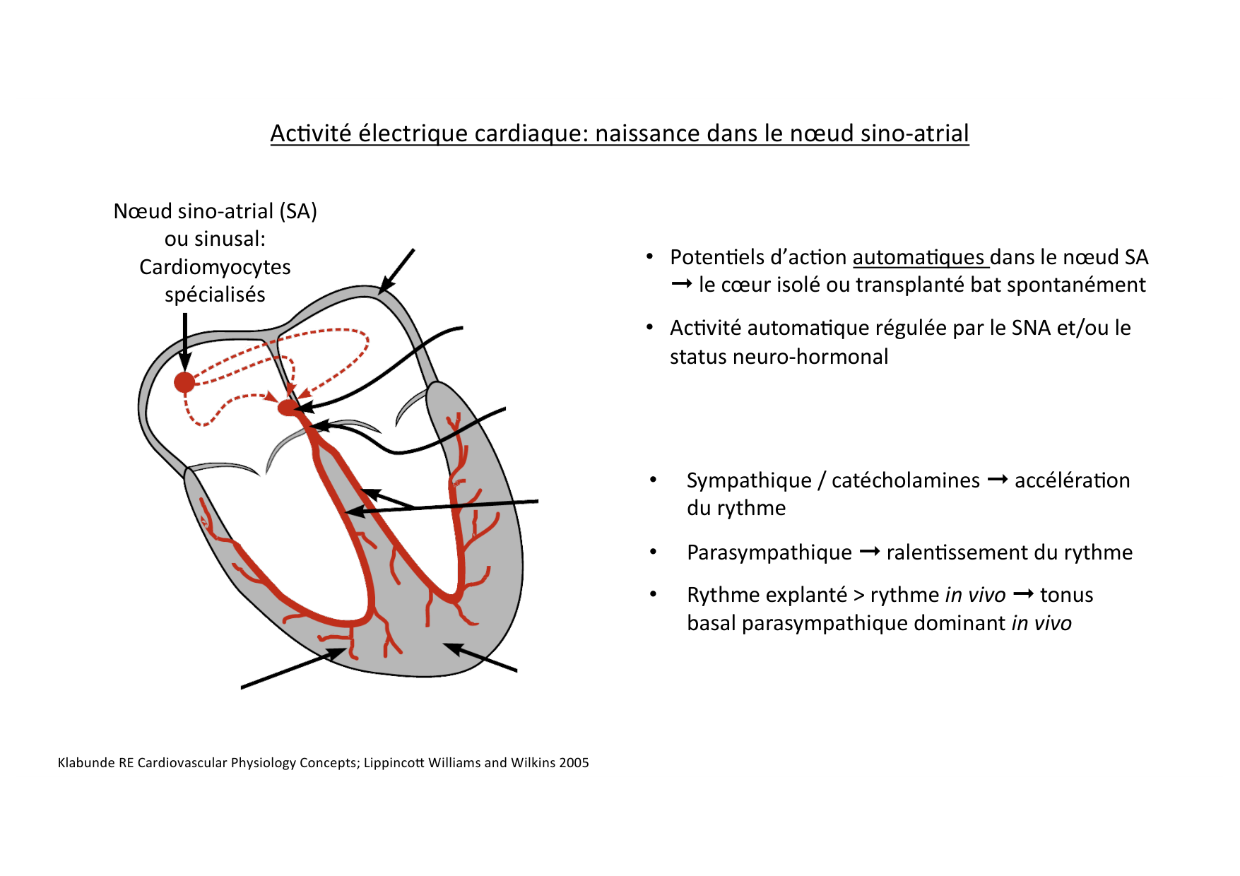 Fonction cardiaque page 16