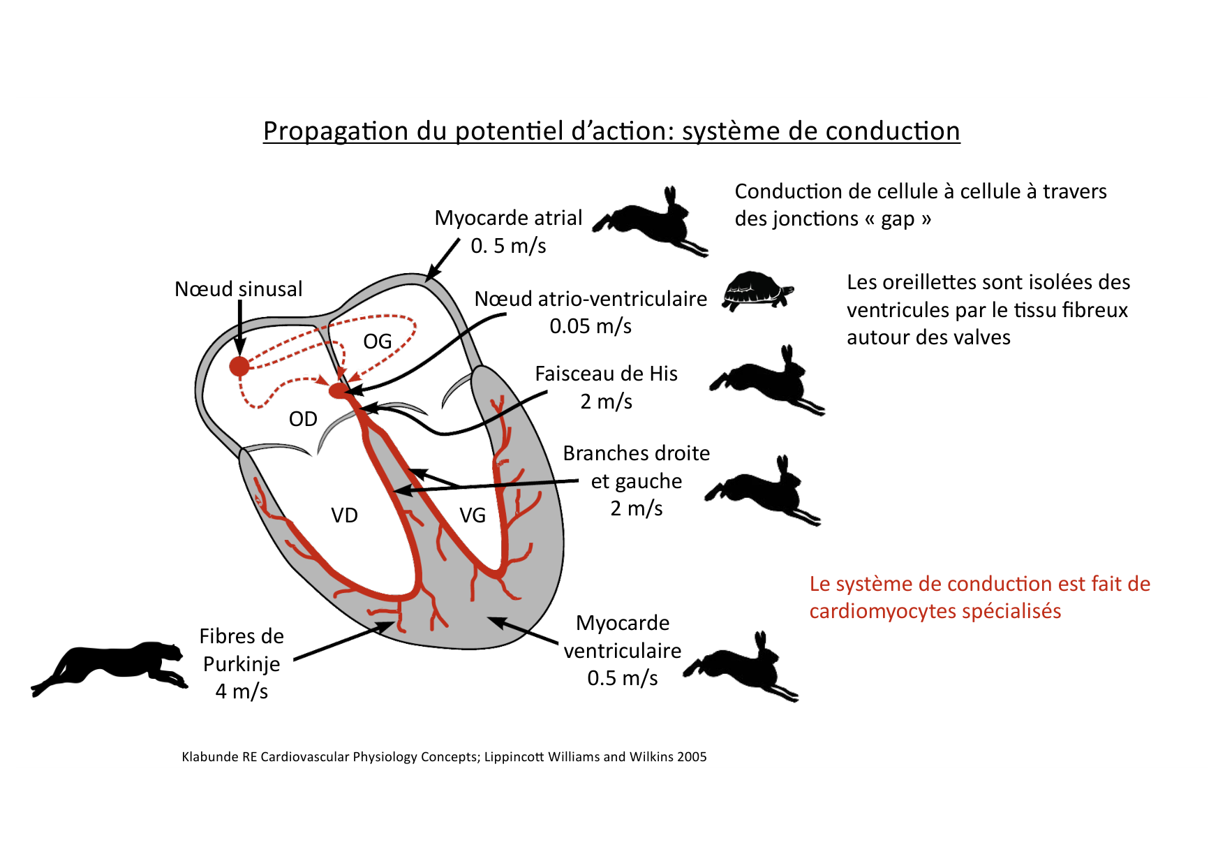 Fonction cardiaque page 17