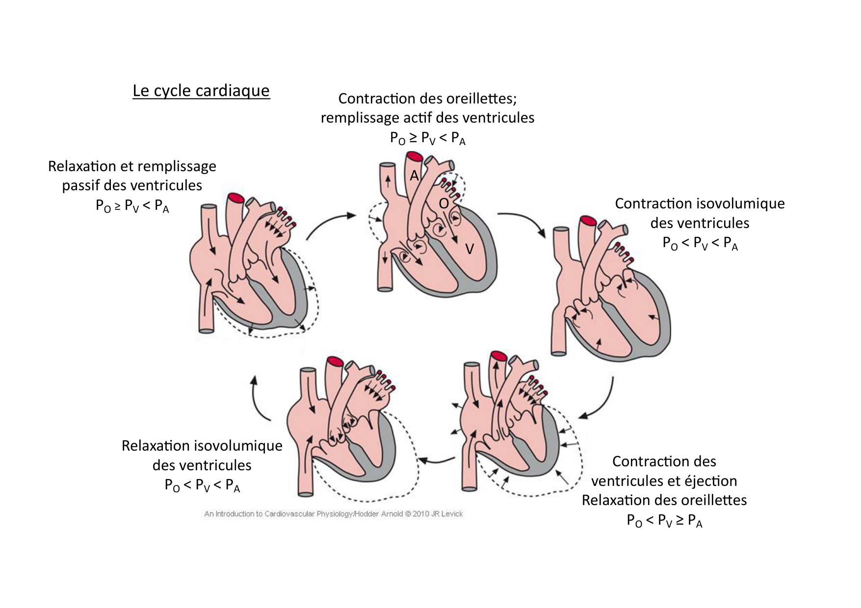 Fonction cardiaque page 19