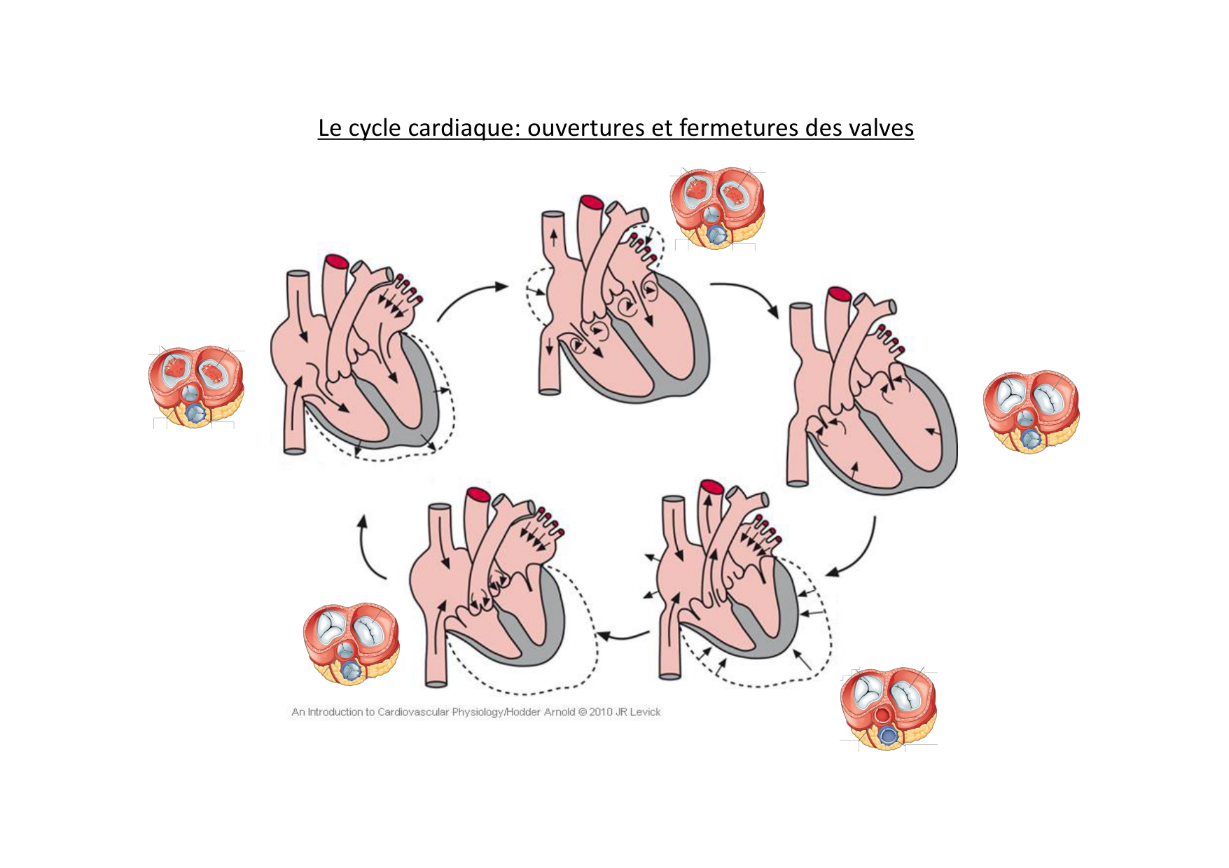 Fonction cardiaque page 20