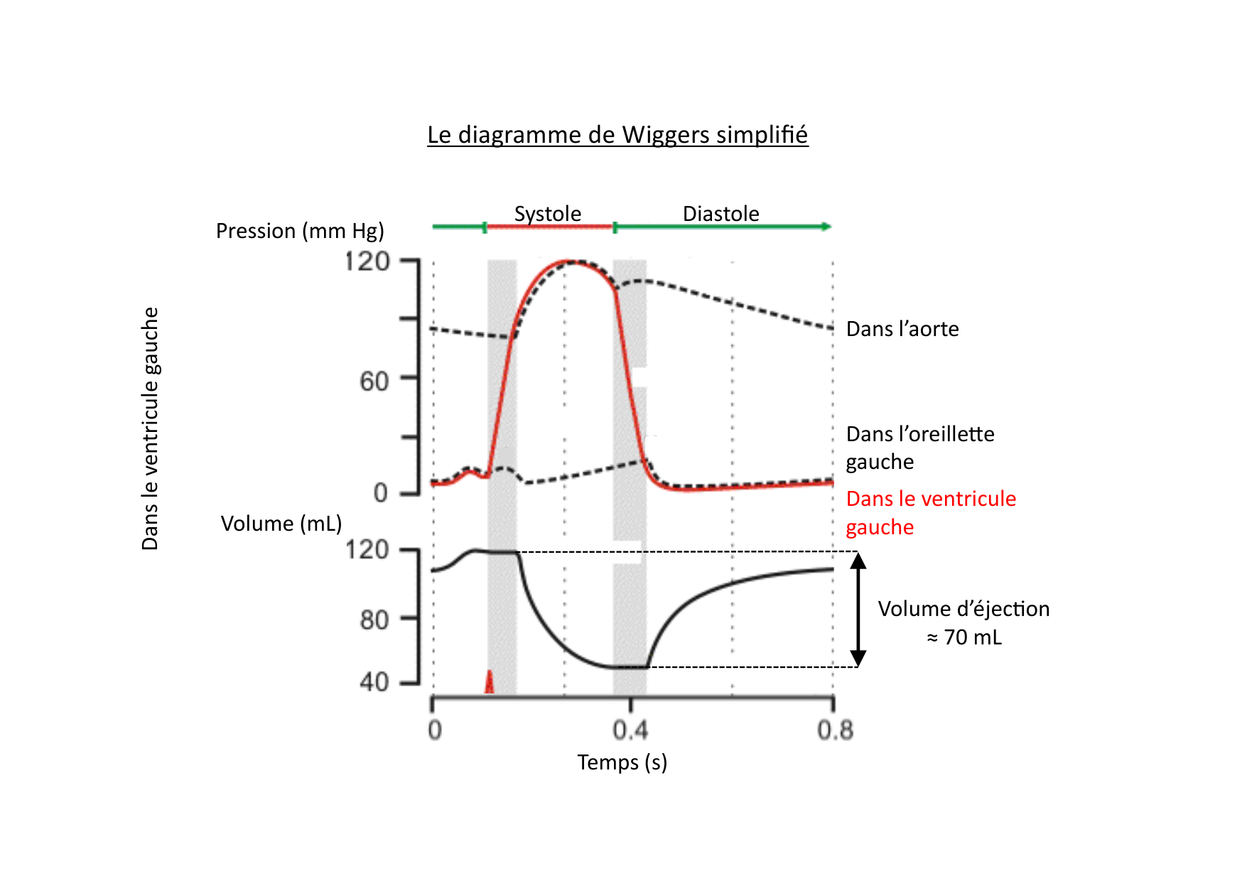 Fonction cardiaque page 21