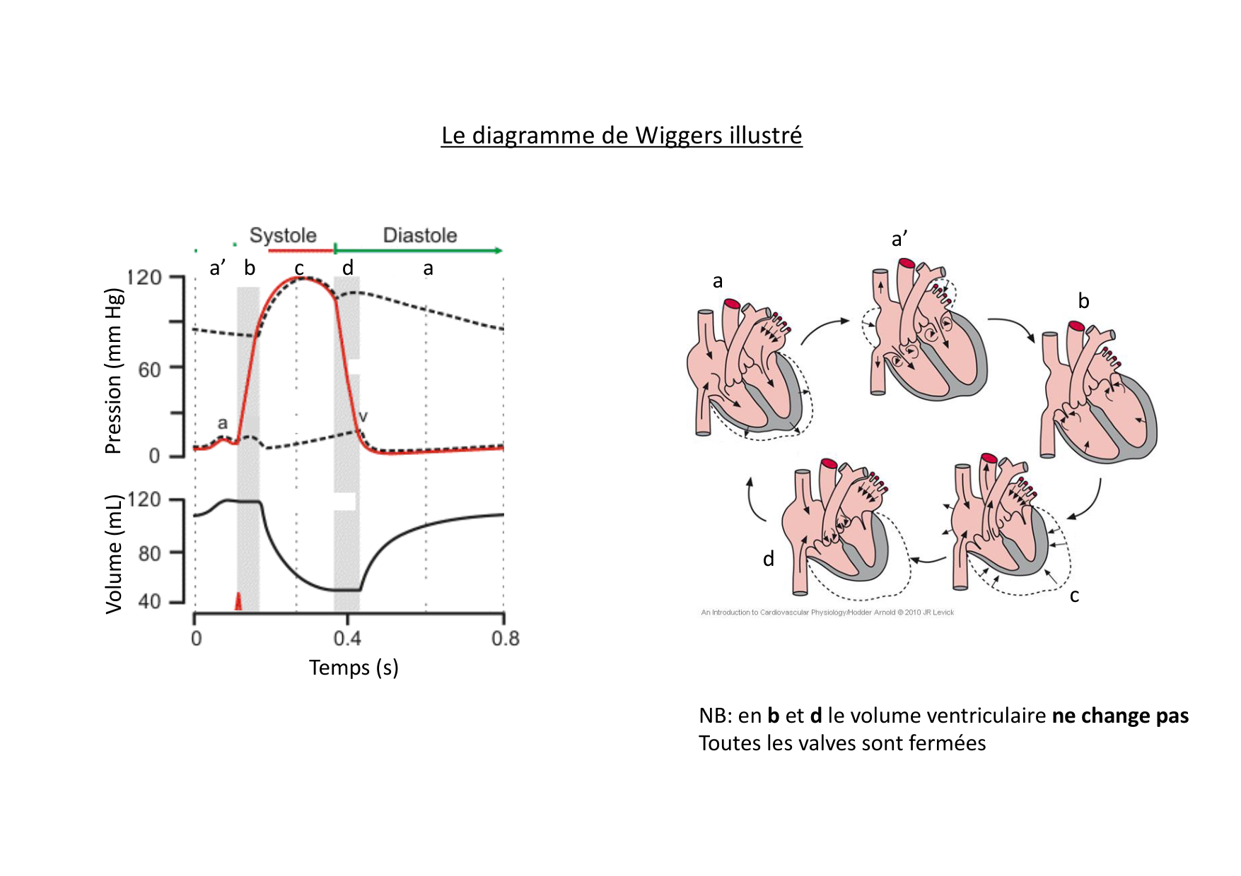 Fonction cardiaque page 22