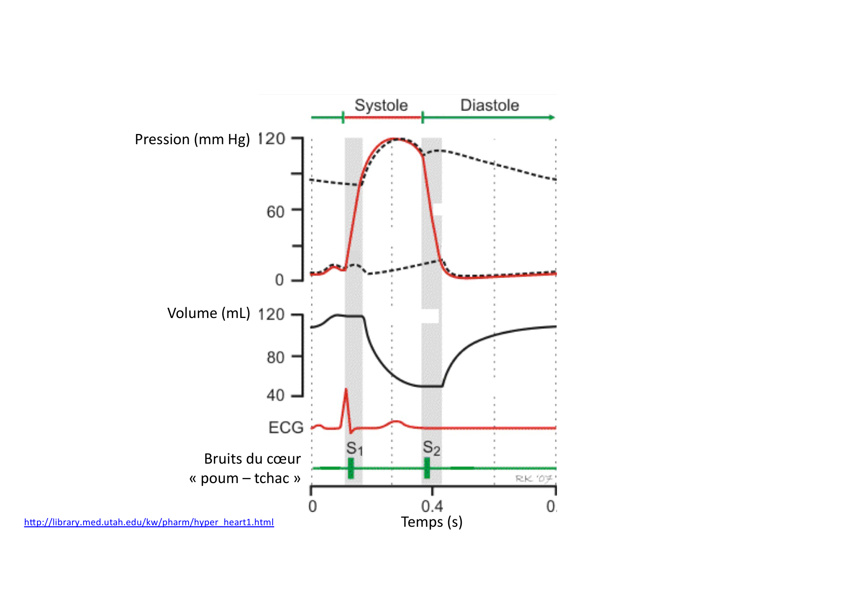 Fonction cardiaque page 23