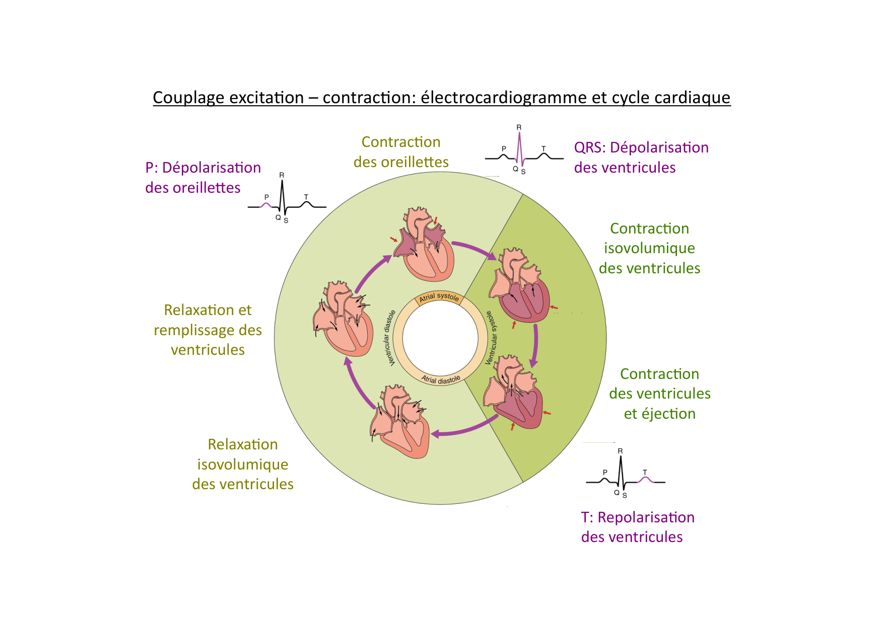Fonction cardiaque page 25