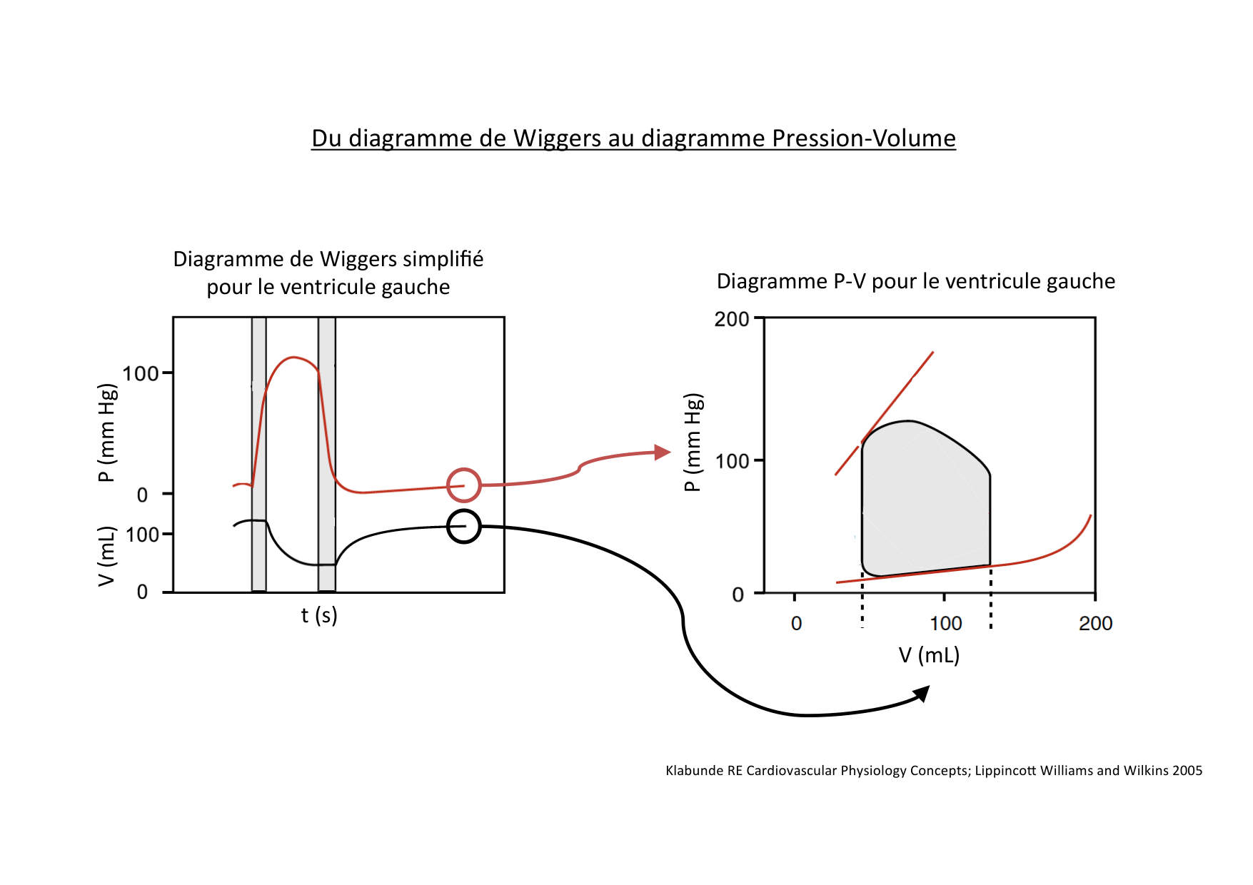 Fonction cardiaque page 26