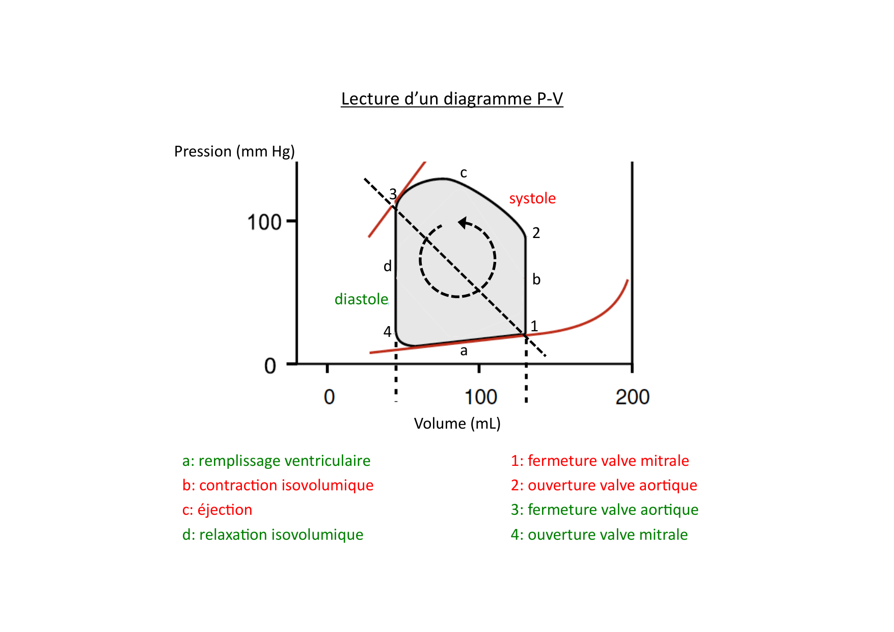 Fonction cardiaque page 27