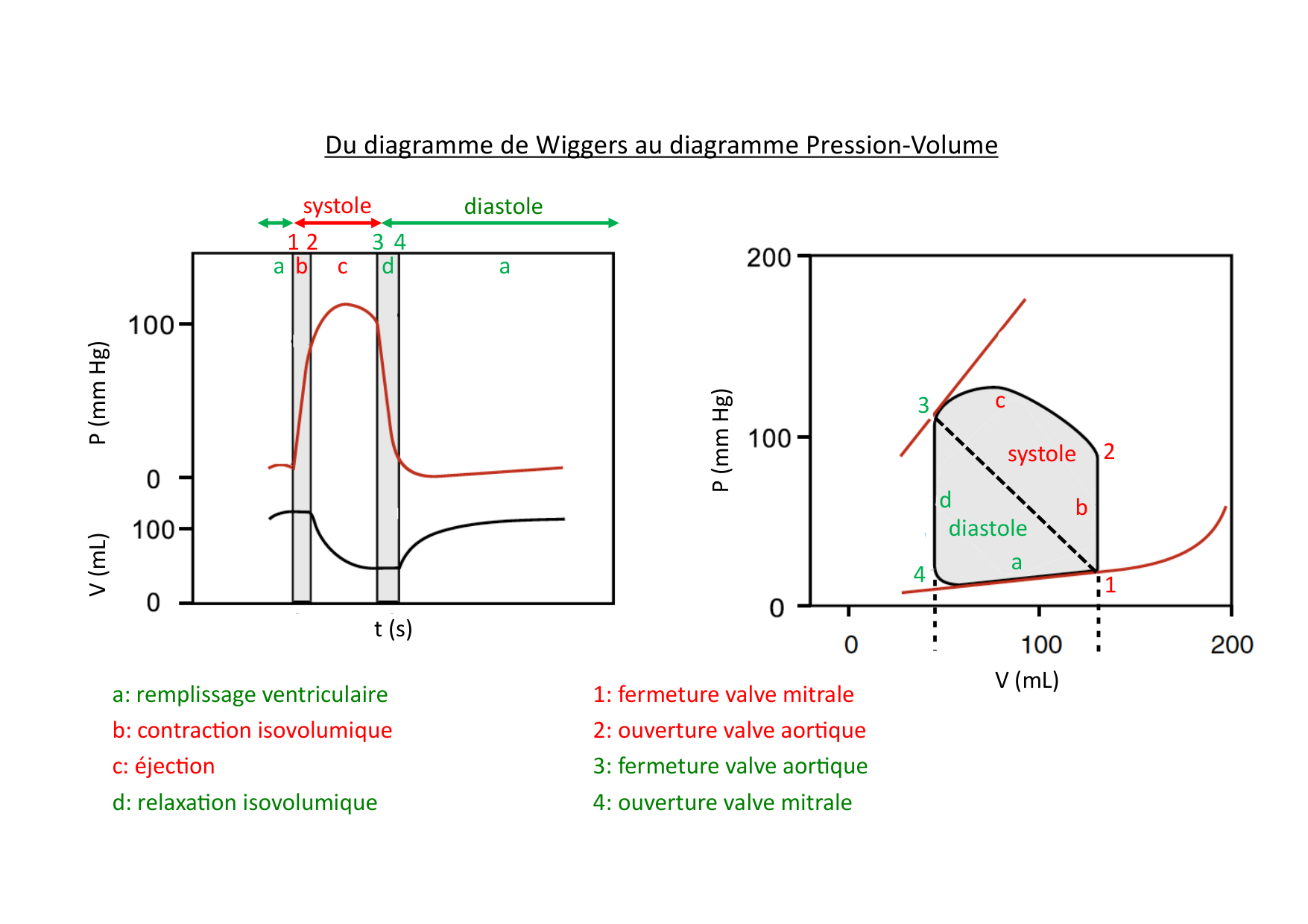 Fonction cardiaque page 28