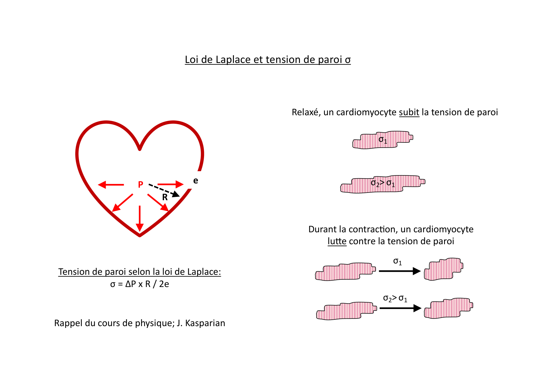 Fonction cardiaque page 34