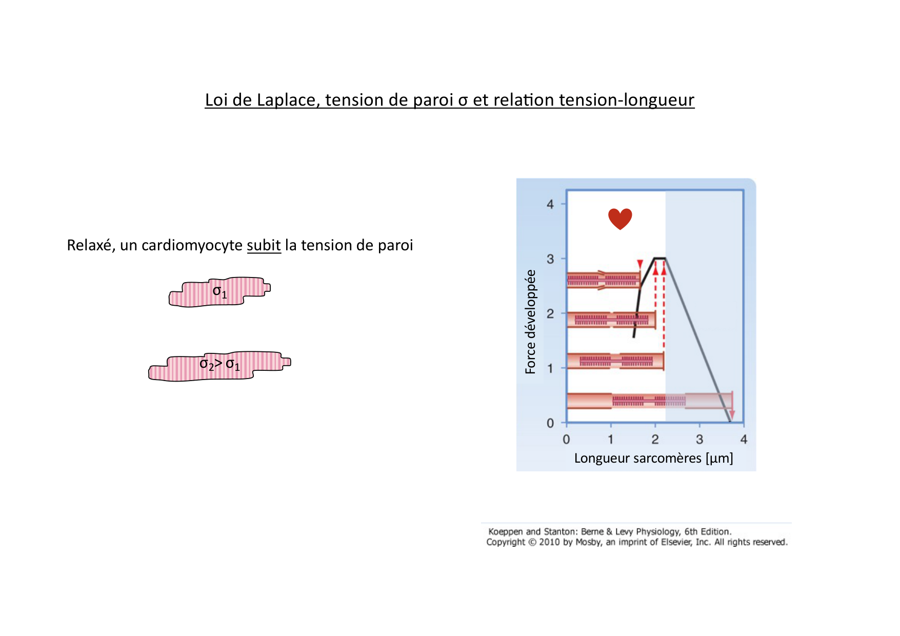 Fonction cardiaque page 36