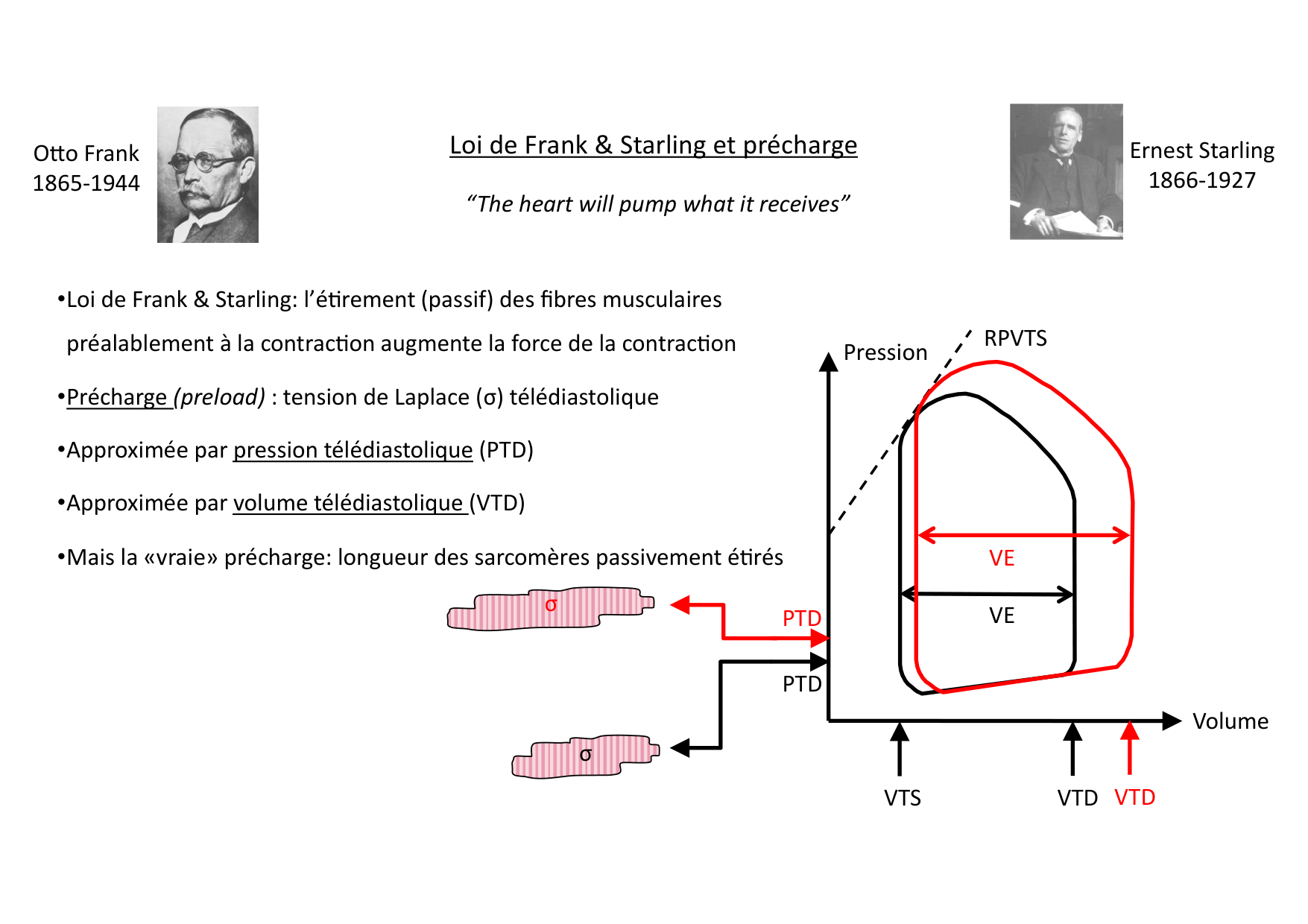 Fonction cardiaque page 37