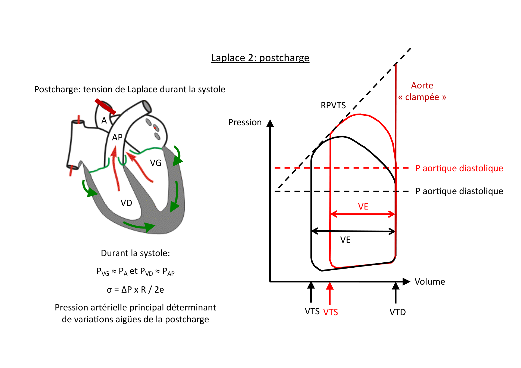 Fonction cardiaque page 42