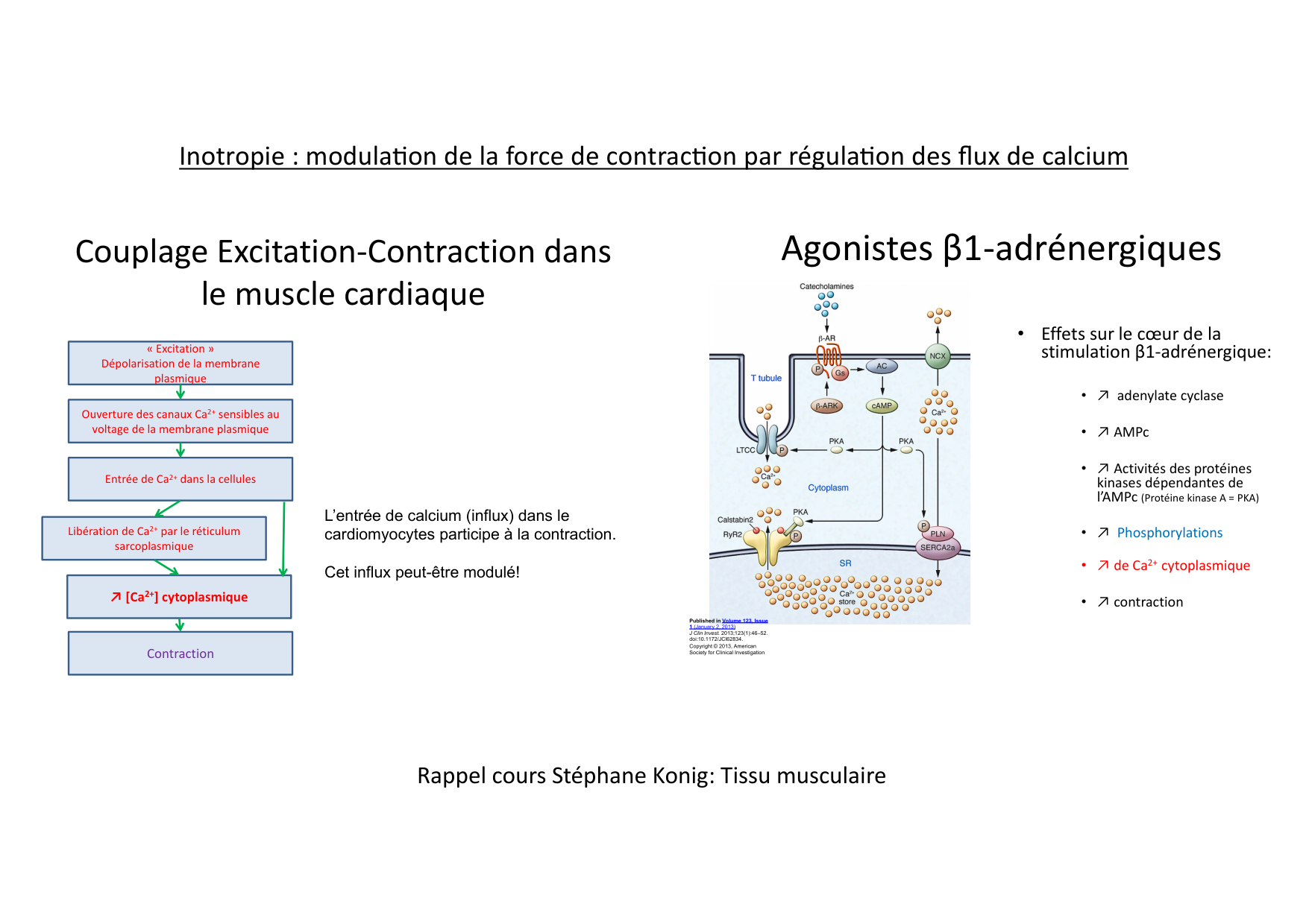 Fonction cardiaque page 43