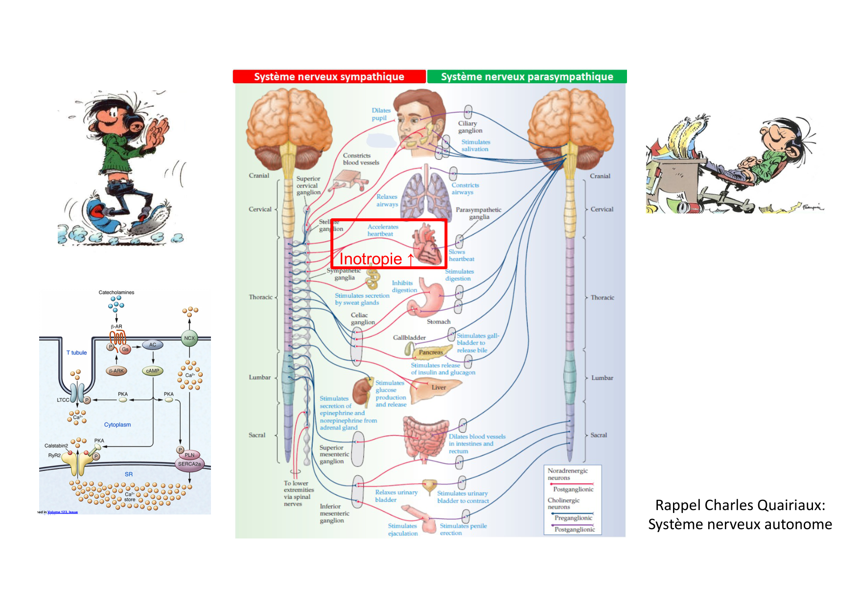 Fonction cardiaque page 45