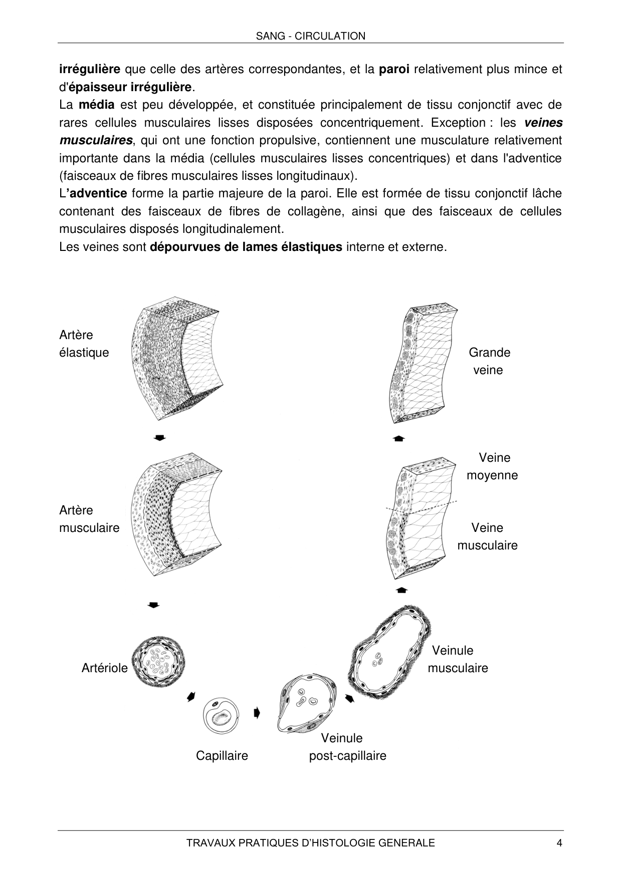 Histologie — sang et circulation page 4