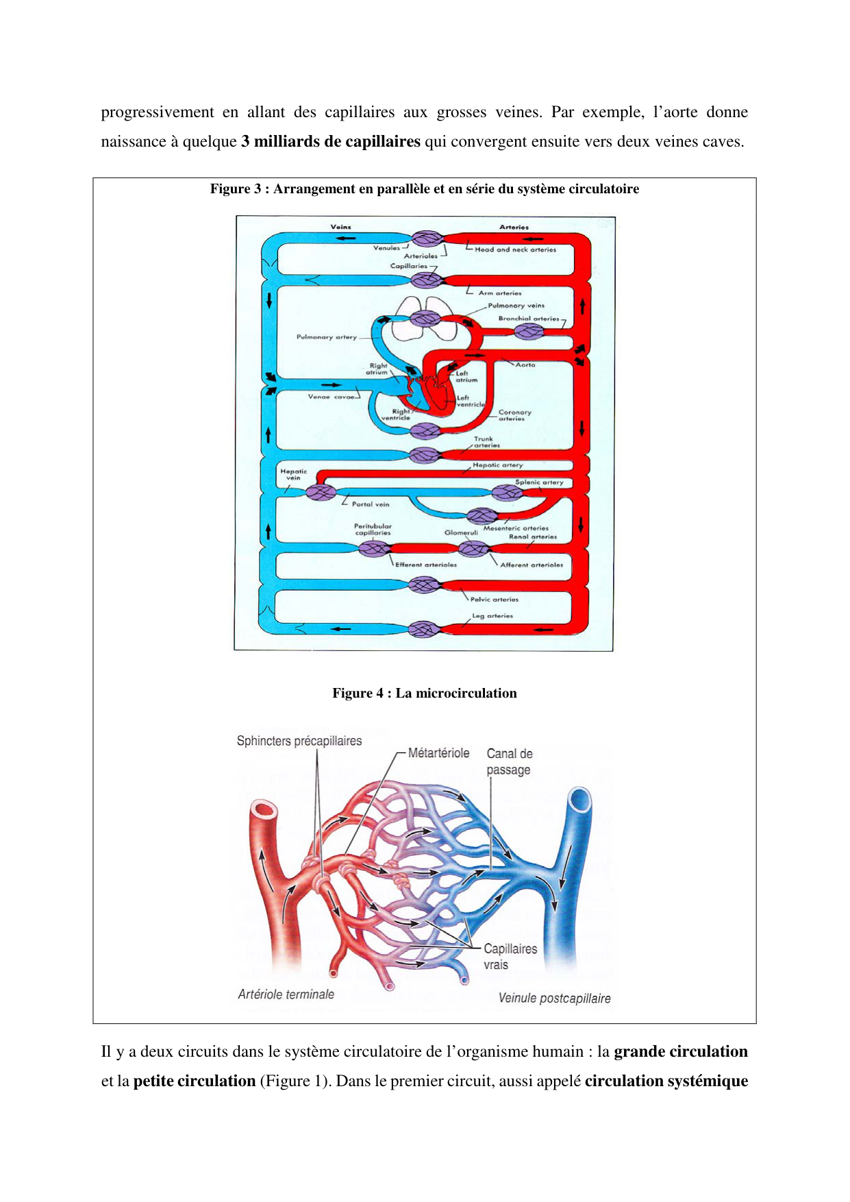 Circulatoire — polycopié 2020 page 7