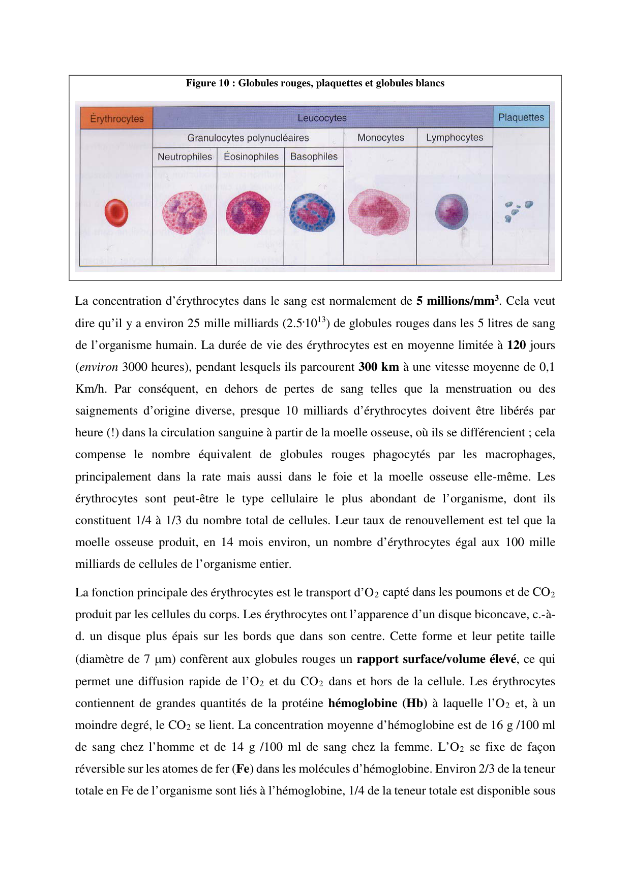 Circulatoire — polycopié 2020 page 15