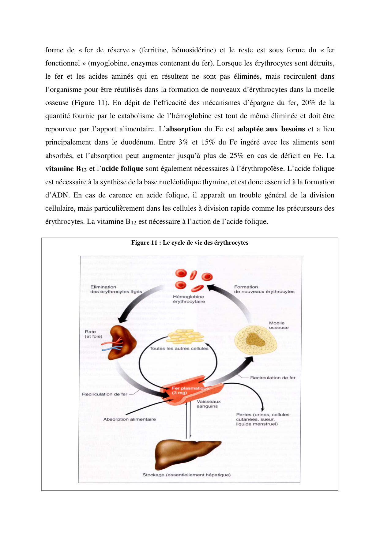 Circulatoire — polycopié 2020 page 16