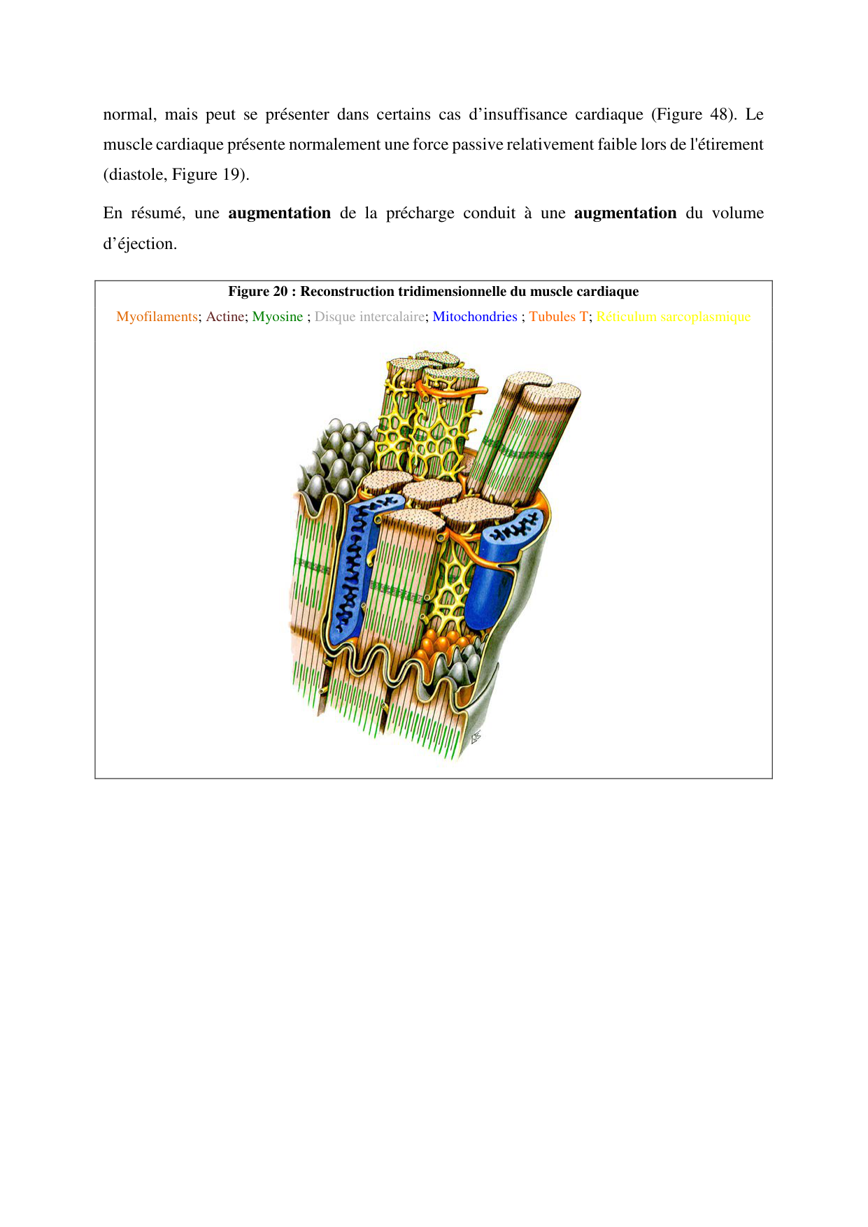 Circulatoire — polycopié 2020 page 26