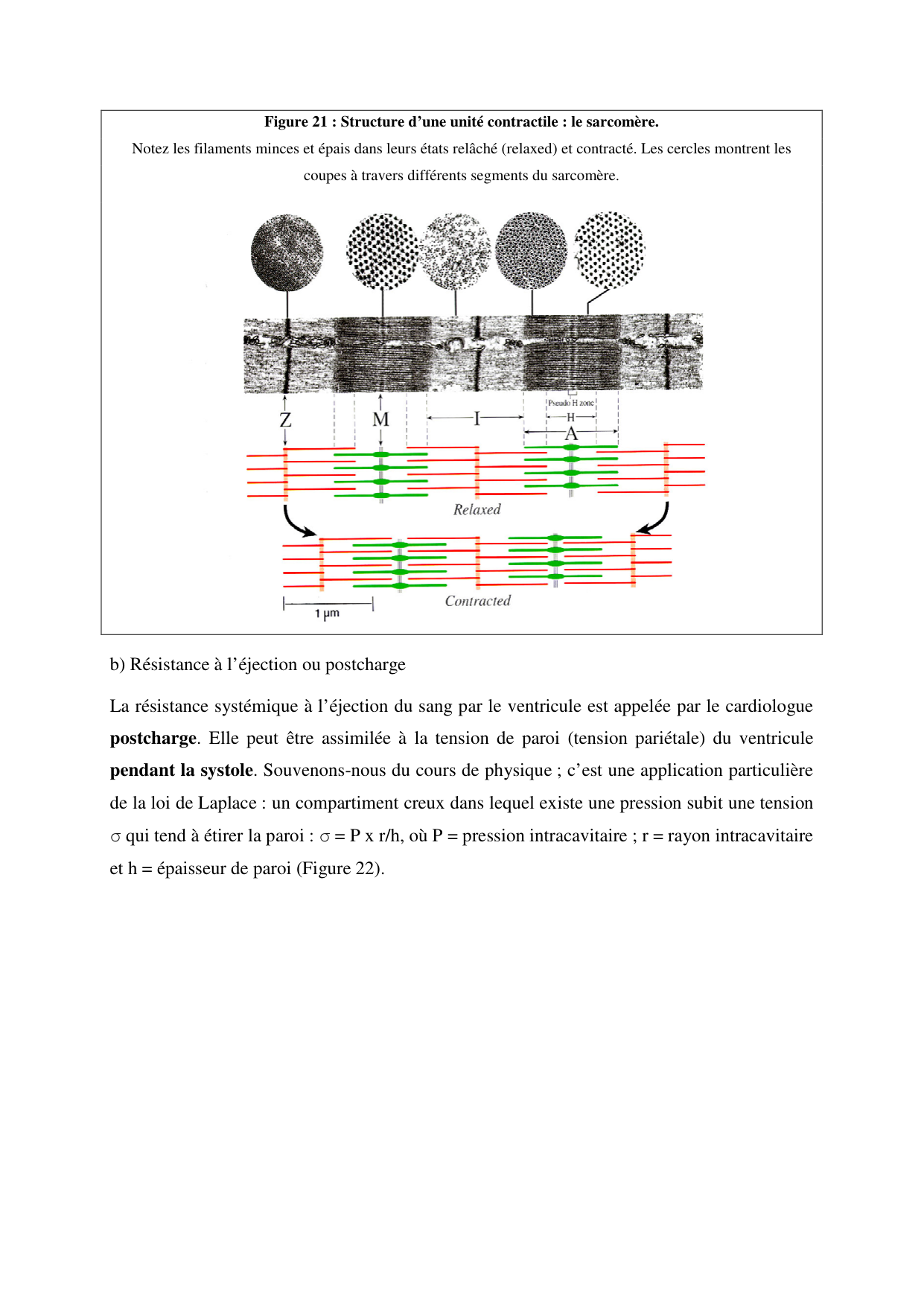 Circulatoire — polycopié 2020 page 27