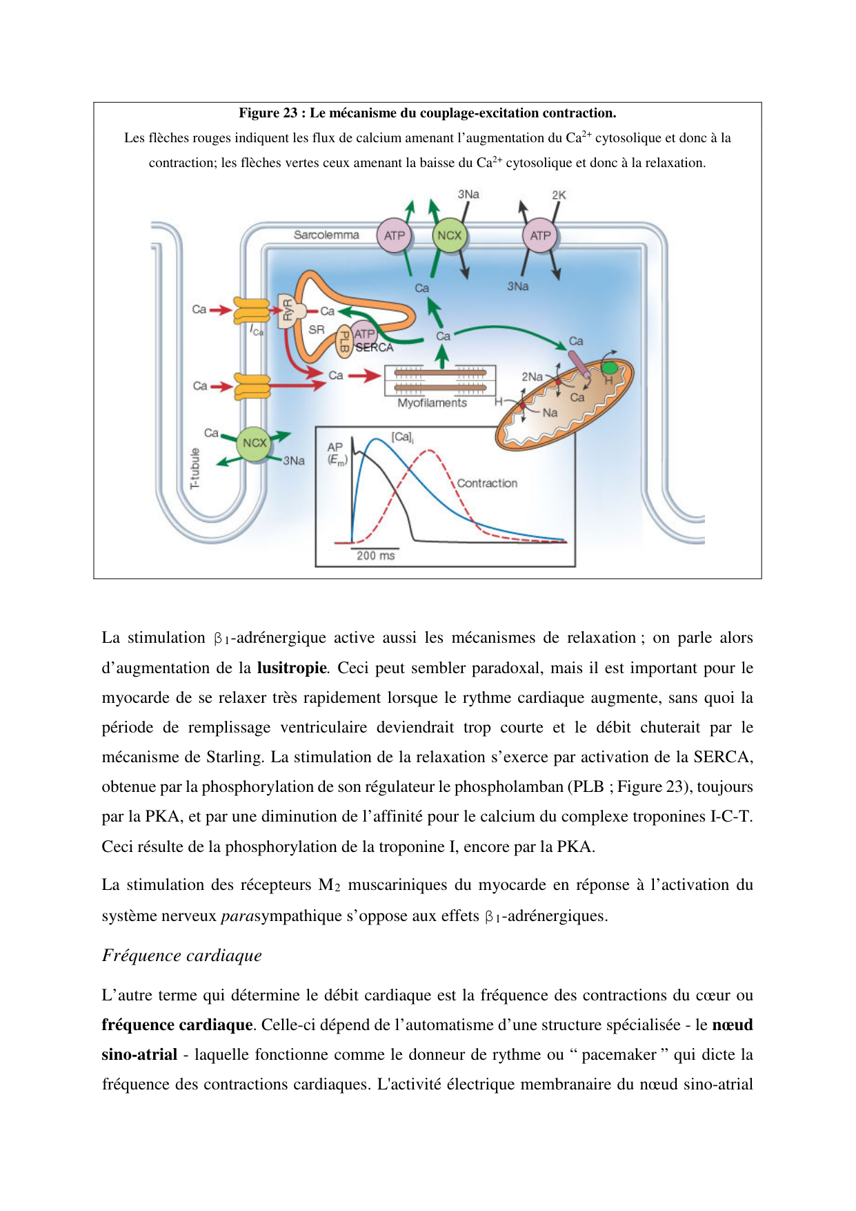 Circulatoire — polycopié 2020 page 30