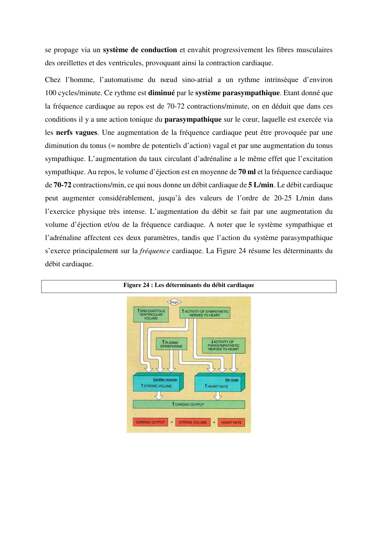 Circulatoire — polycopié 2020 page 31