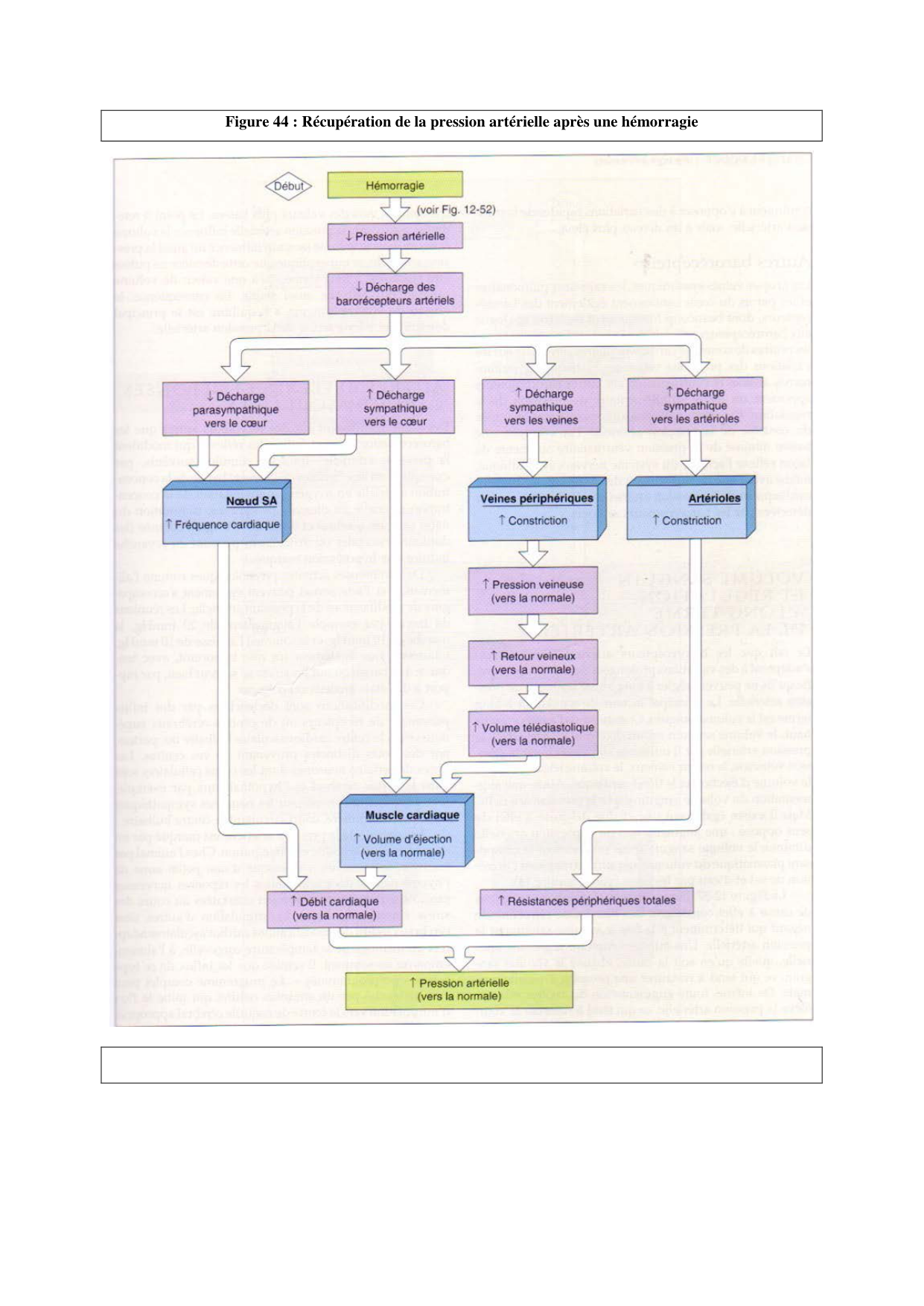 Circulatoire — polycopié 2020 page 64