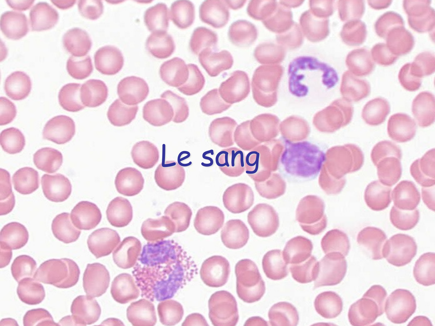 Sang et circulation — introduction page 3