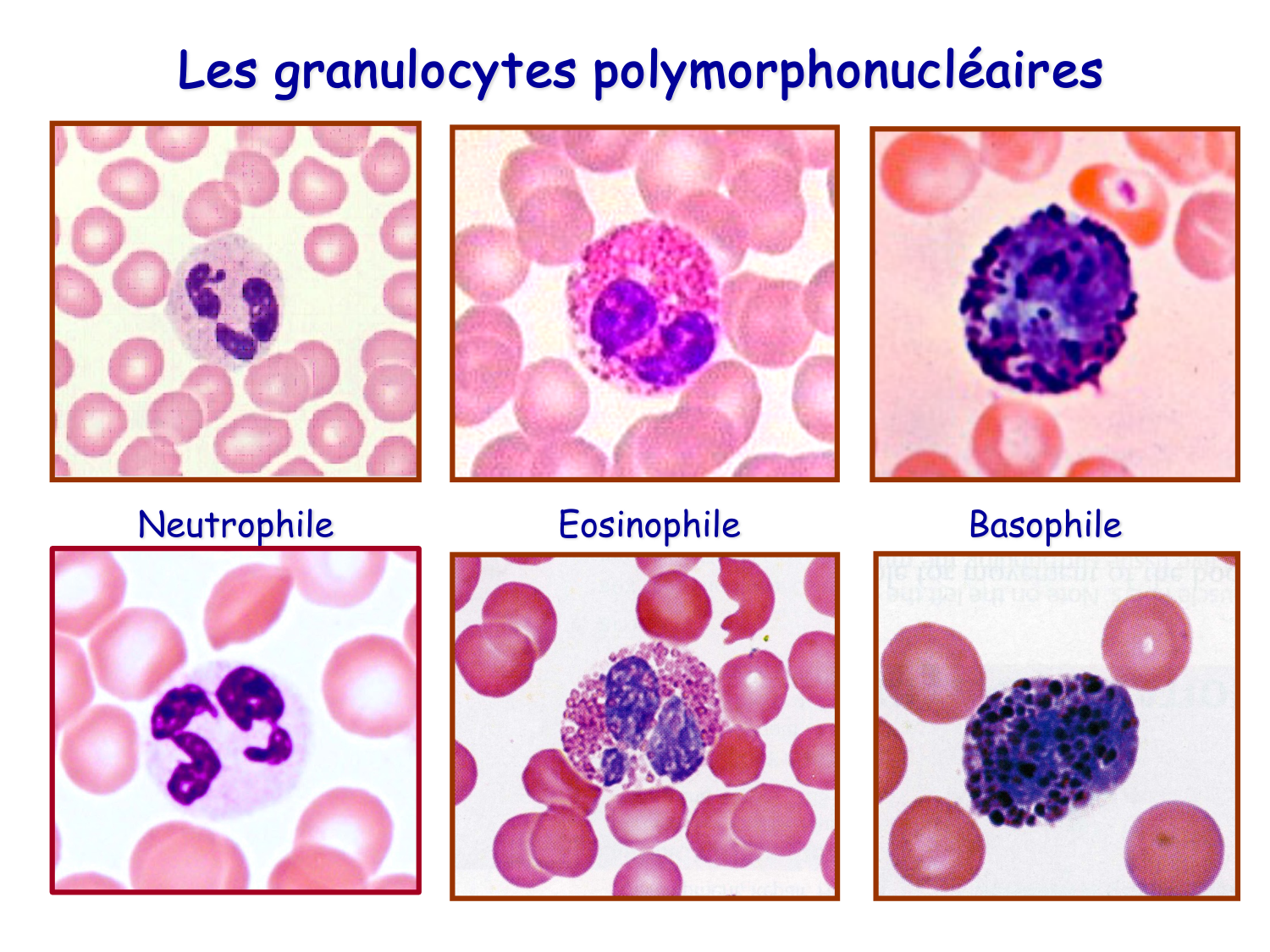 Sang et circulation — introduction page 14
