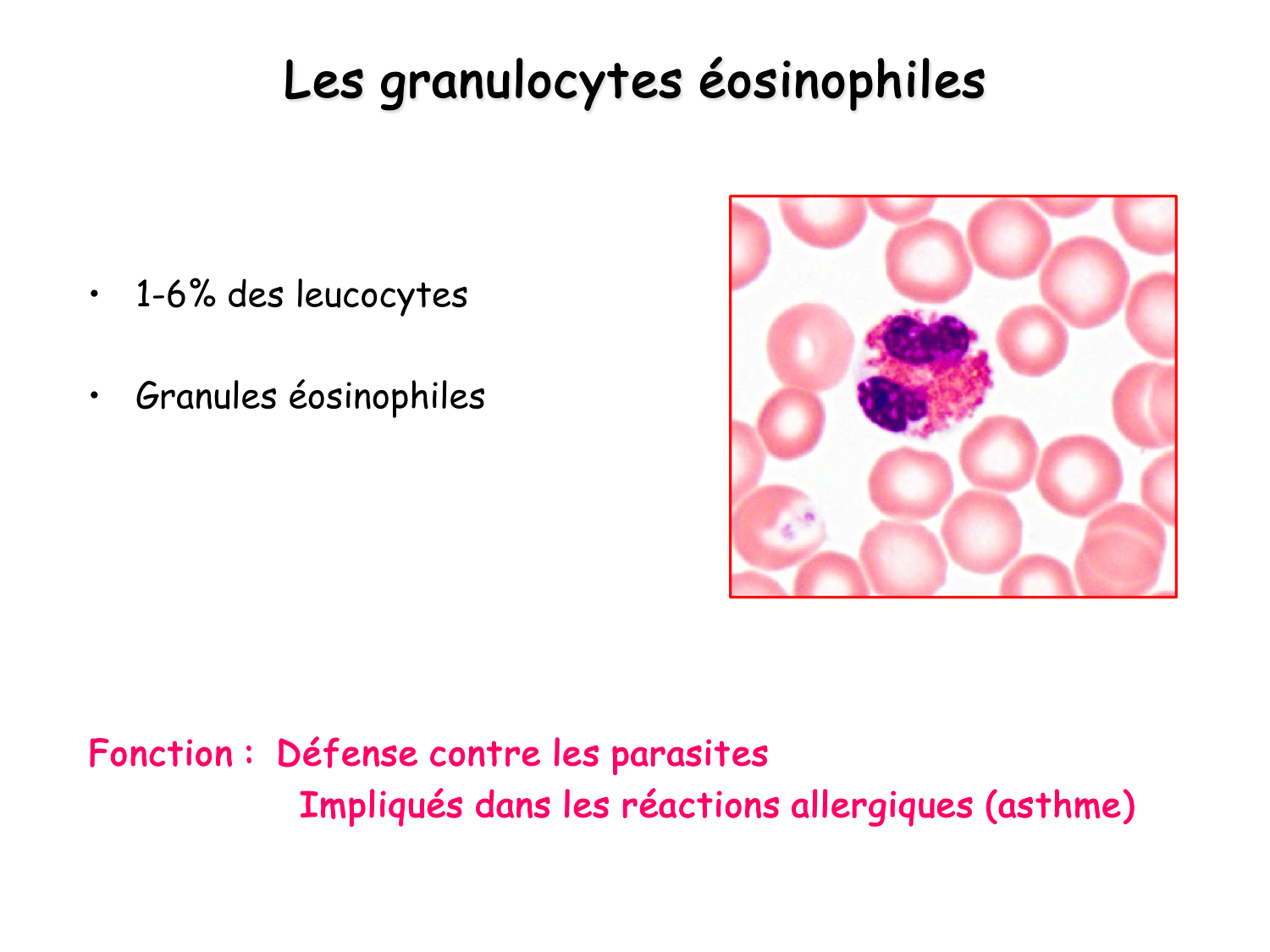 Sang et circulation — introduction page 17