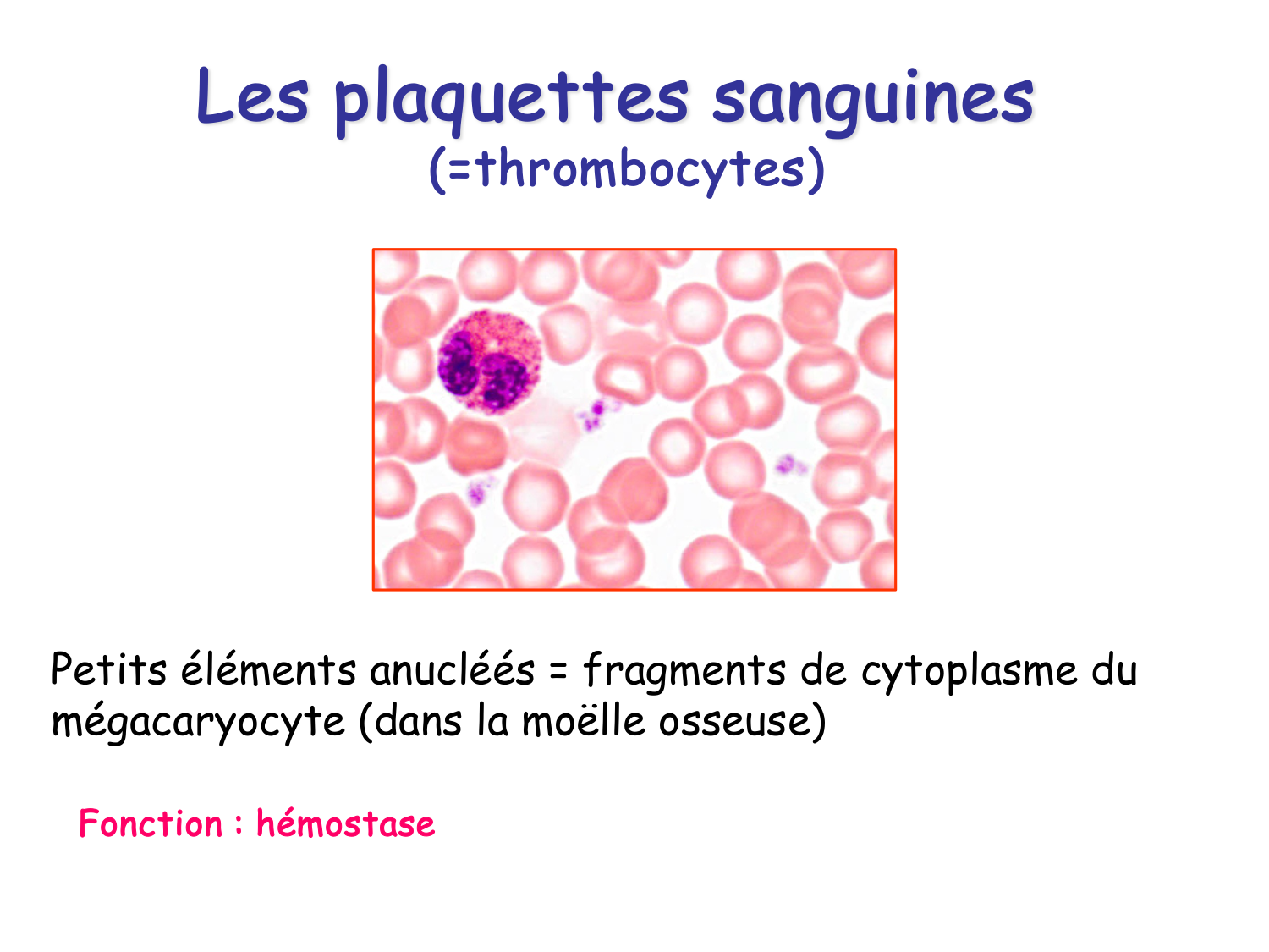 Sang et circulation — introduction page 22