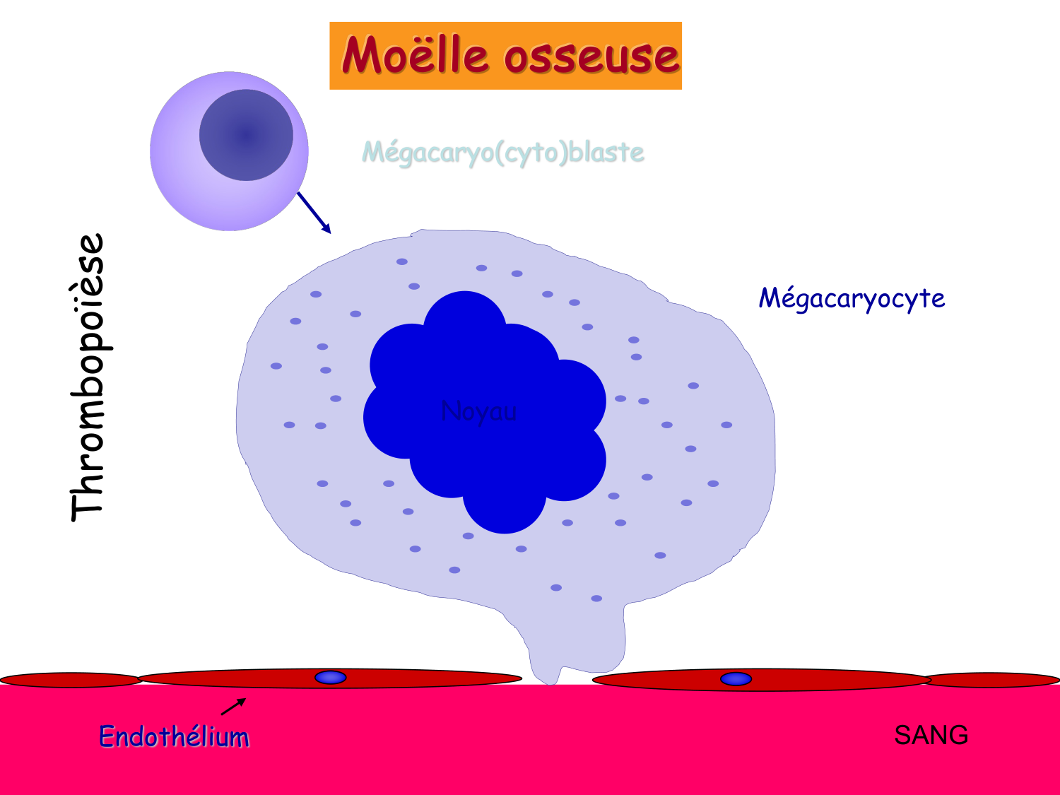 Sang et circulation — introduction page 26