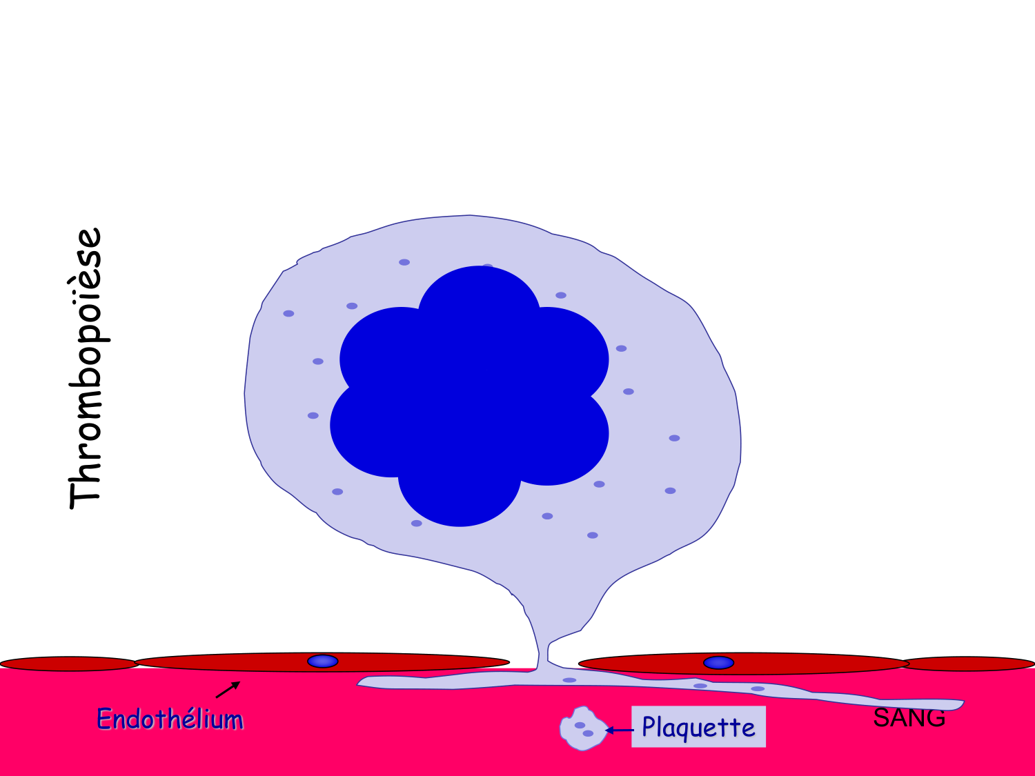 Sang et circulation — introduction page 27