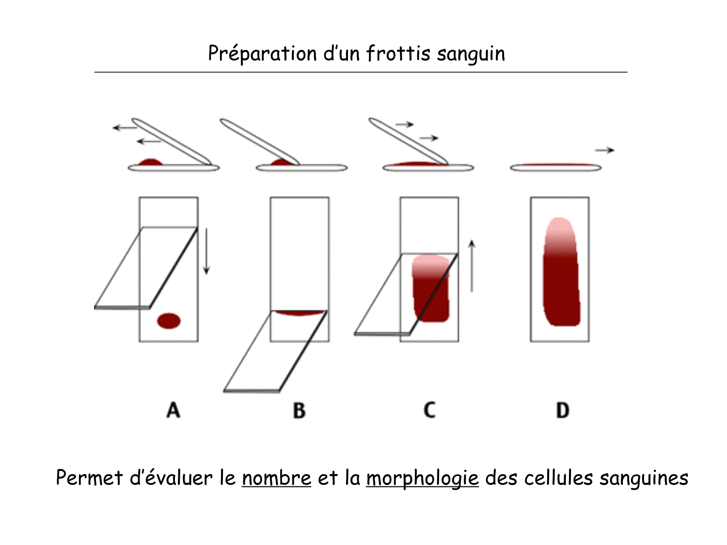 Sang et circulation — introduction page 28