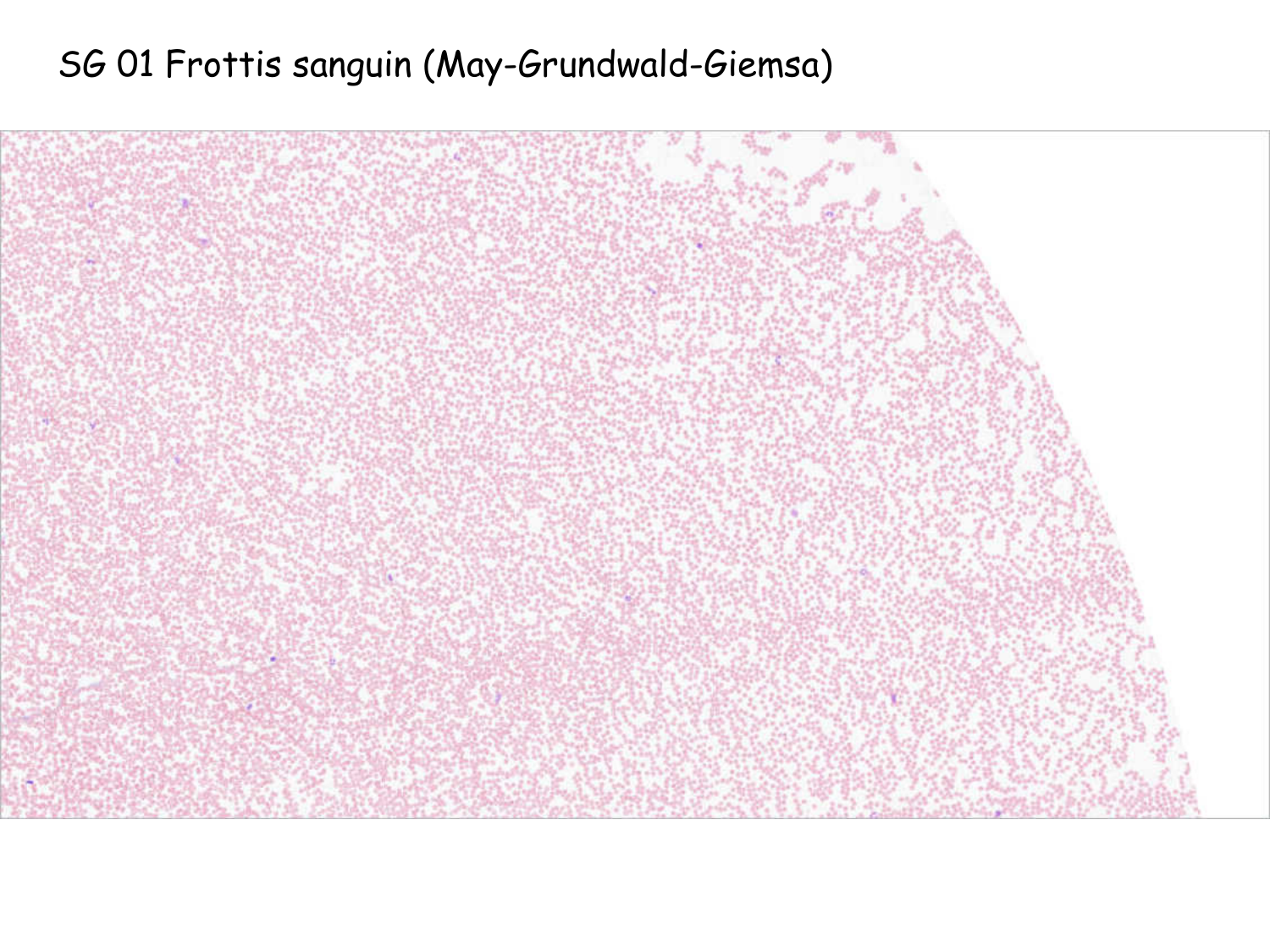 Sang et circulation — introduction page 29
