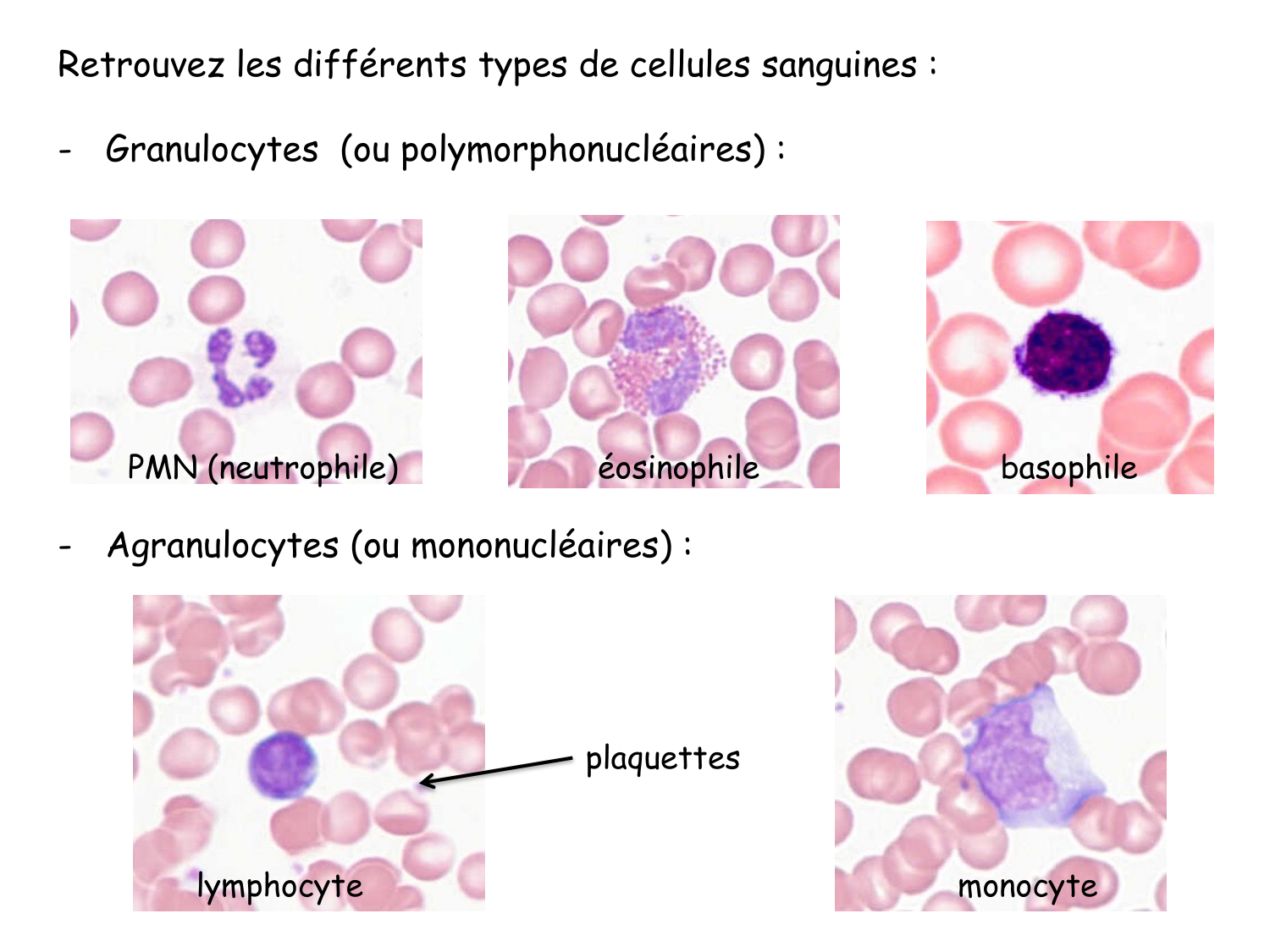 Sang et circulation — introduction page 31