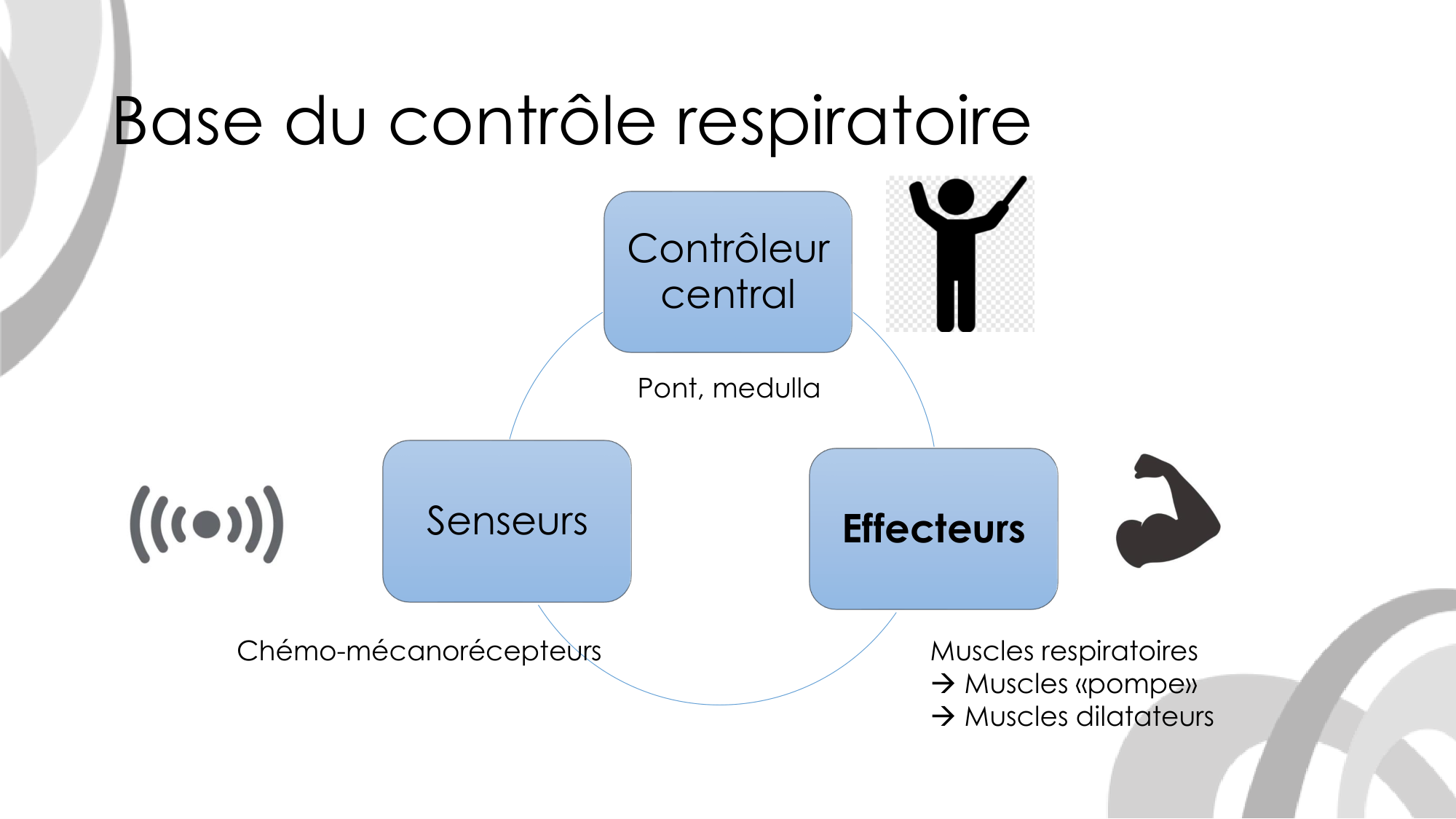 Contrôle ventilatoire page 13