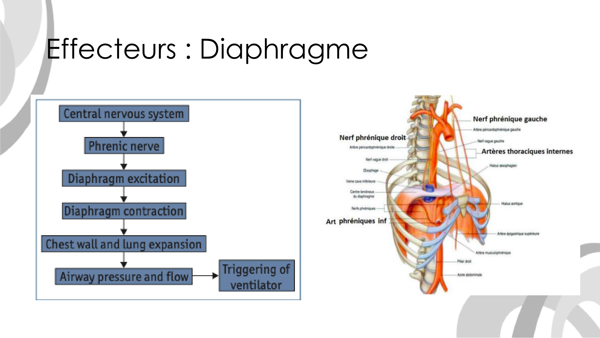 Contrôle ventilatoire page 17