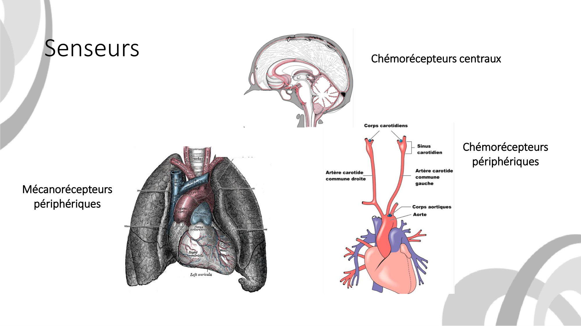 Contrôle ventilatoire page 21