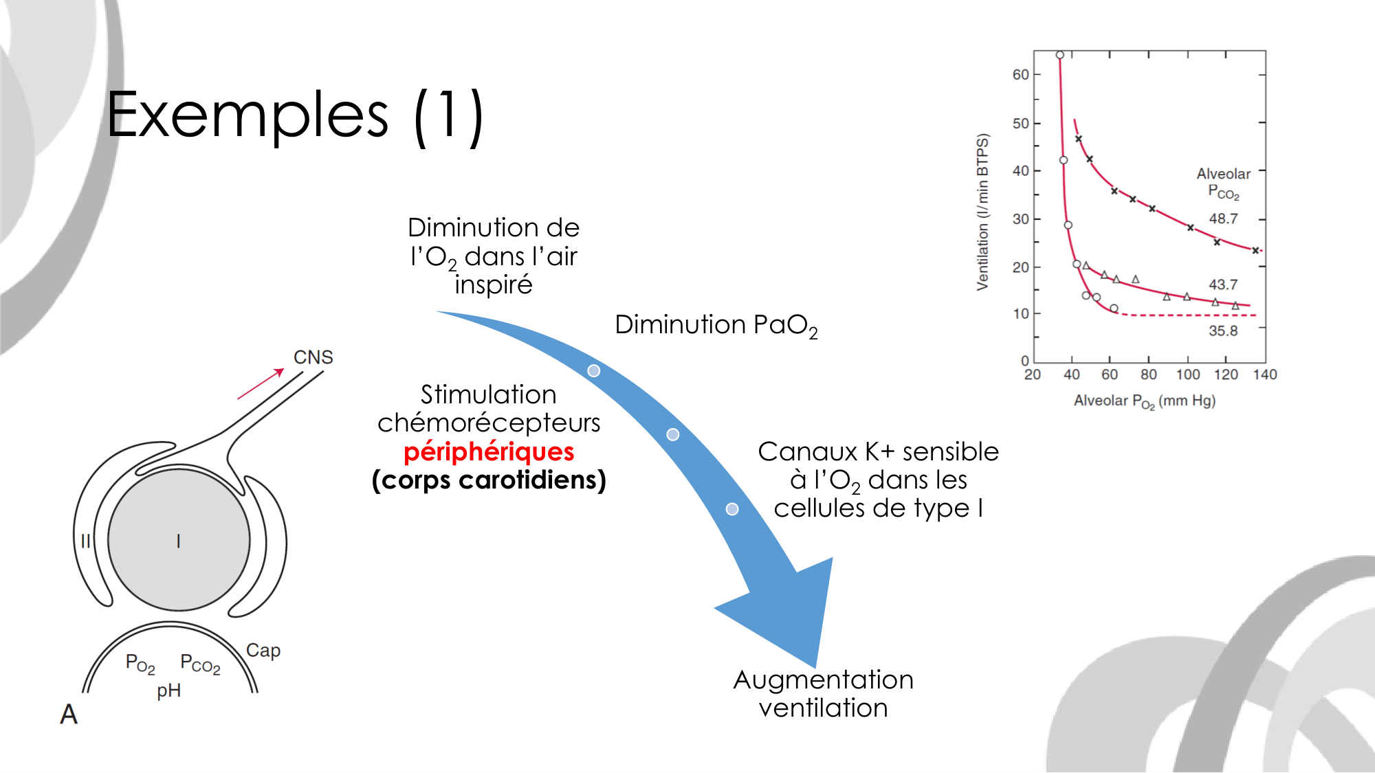 Contrôle ventilatoire page 47