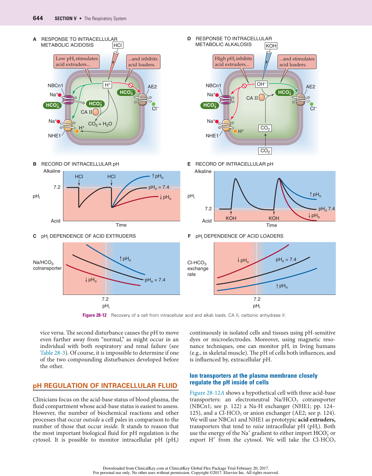 Physiologie acido-basique page 25